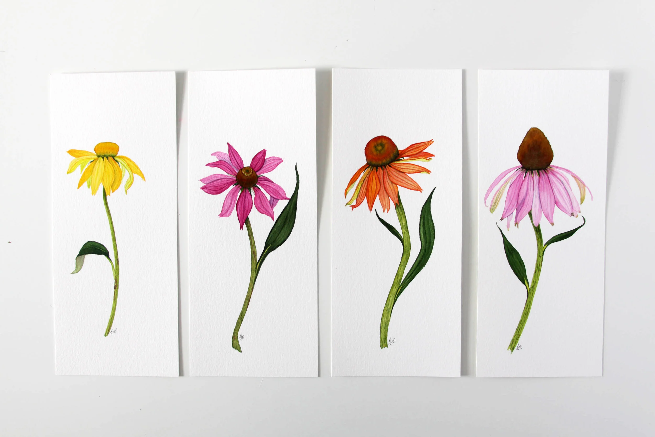 Multi Coneflowers 1.jpg