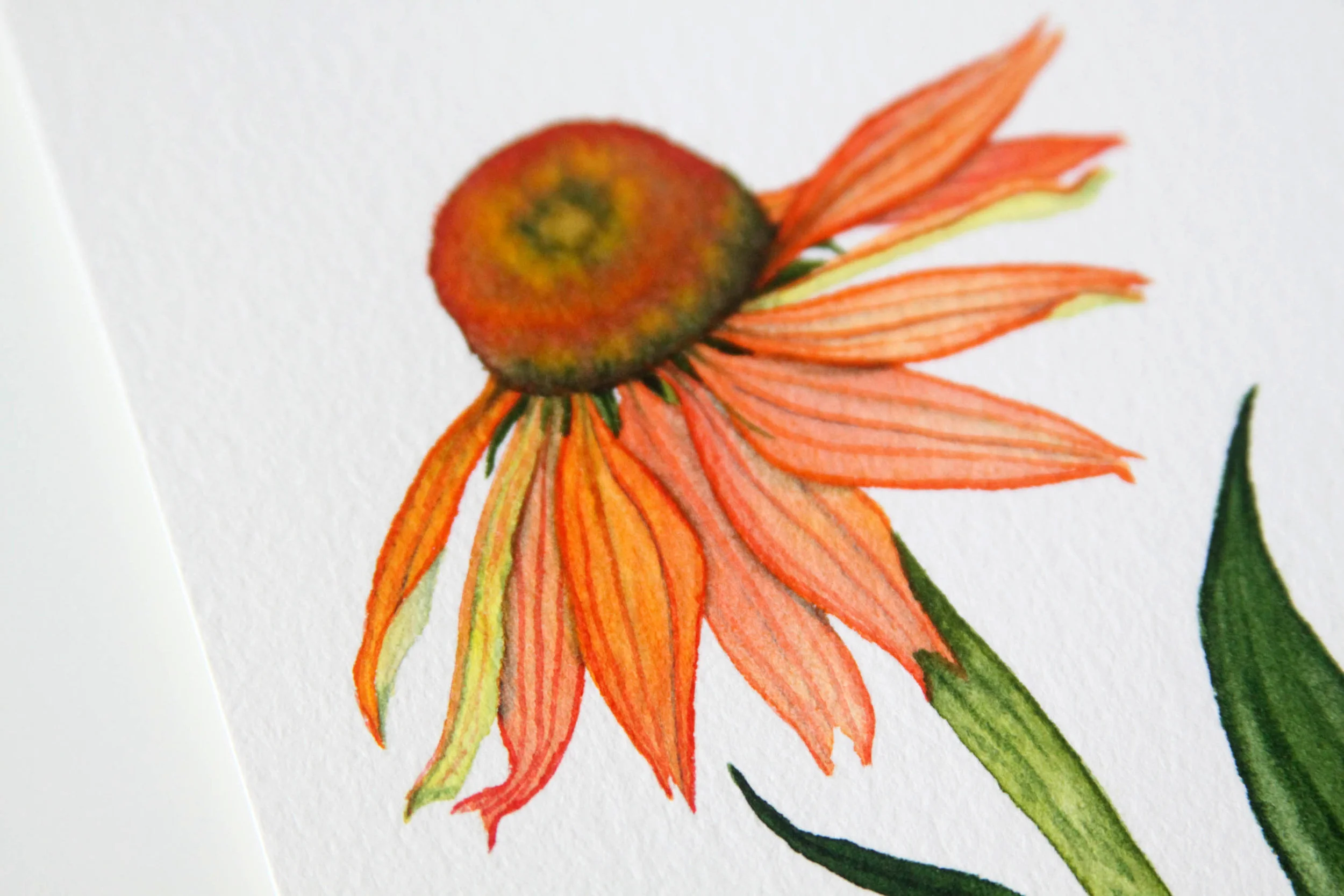 Orange Coneflower 5.jpg