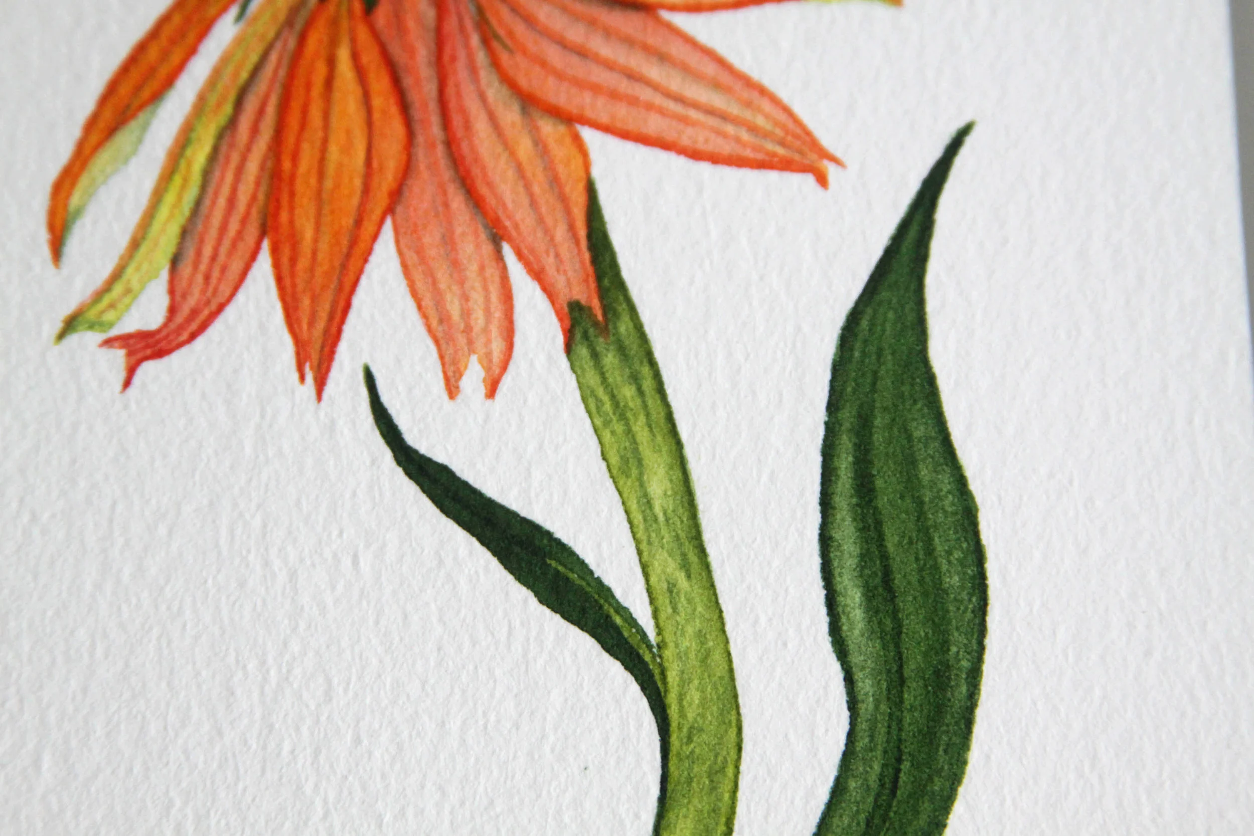 Orange Coneflower 6.jpg
