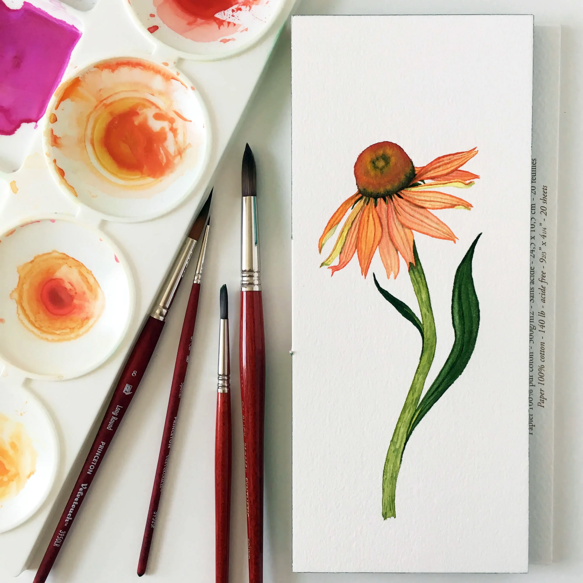 Orange Coneflower 7.jpg