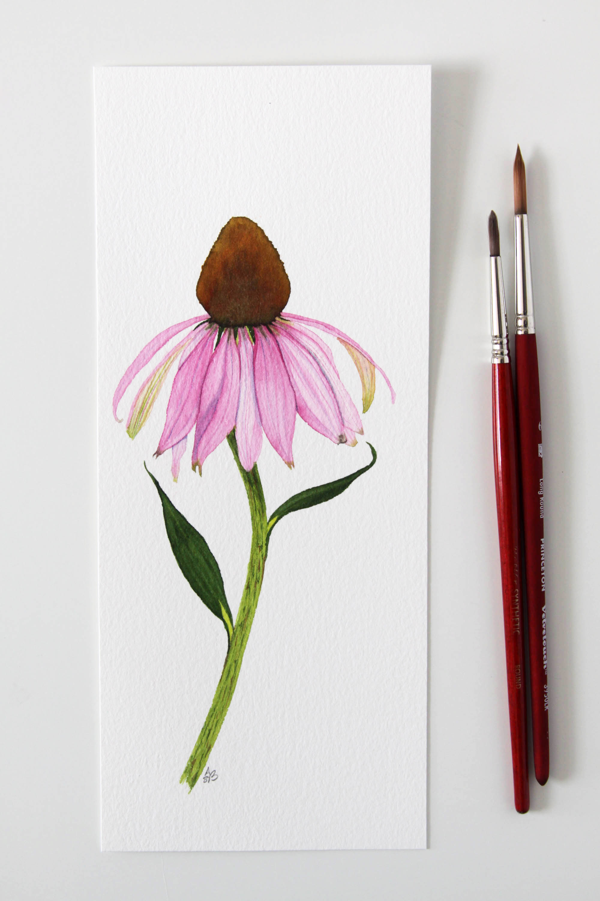Light Pink Coneflower 1.jpg