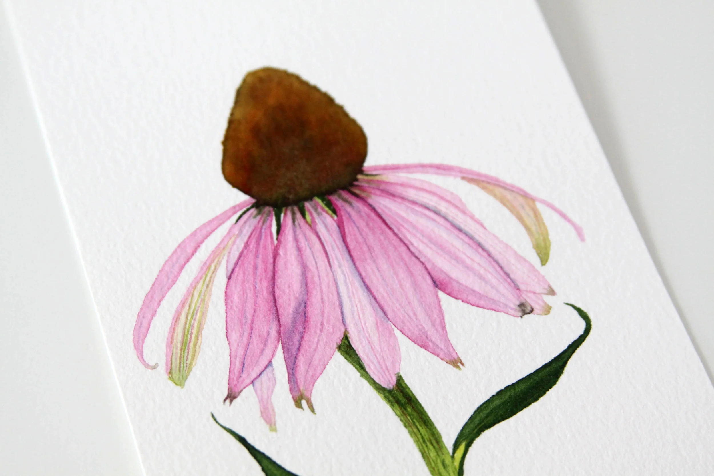 Light Pink Coneflower 4.jpg