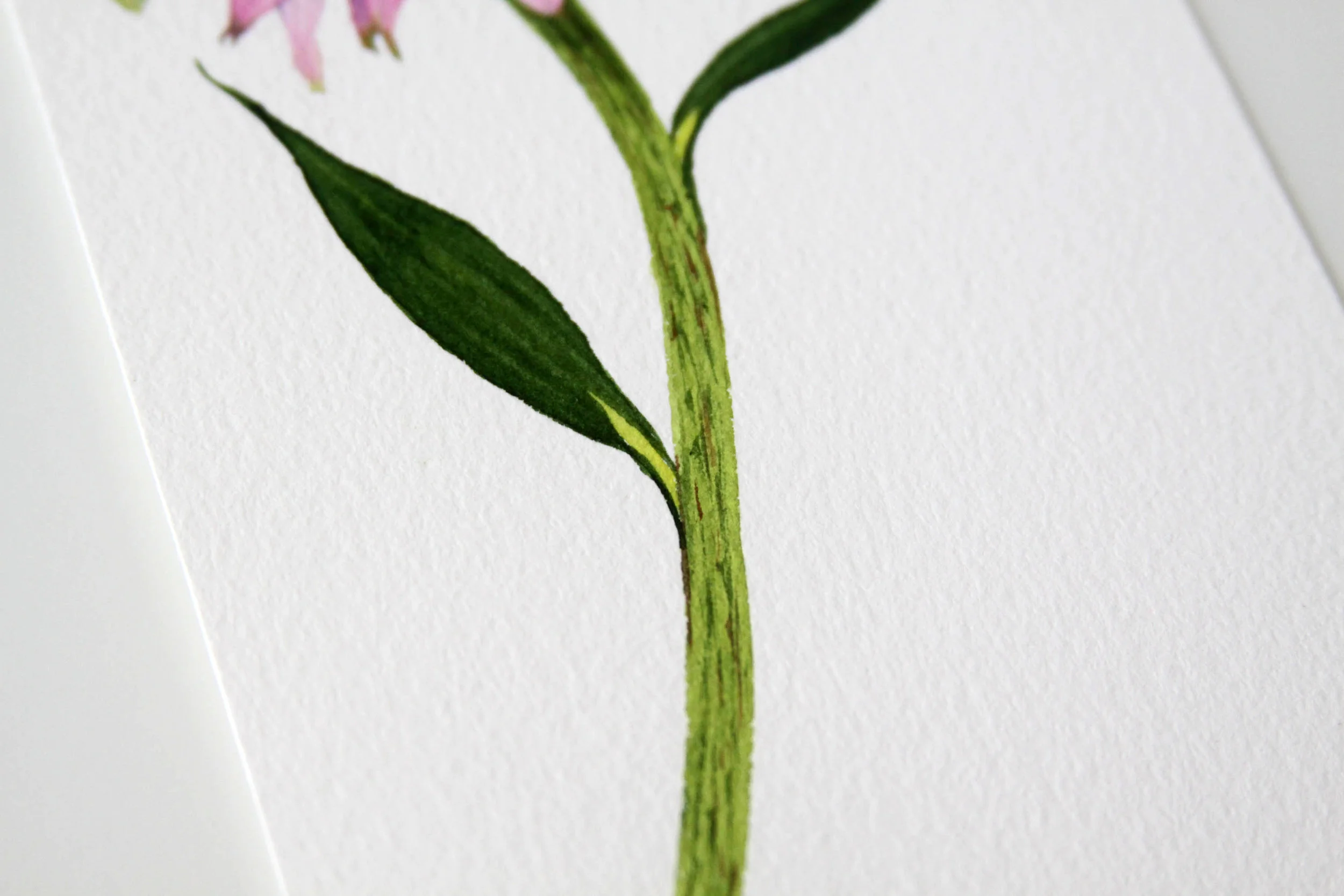 Light Pink Coneflower 6.jpg