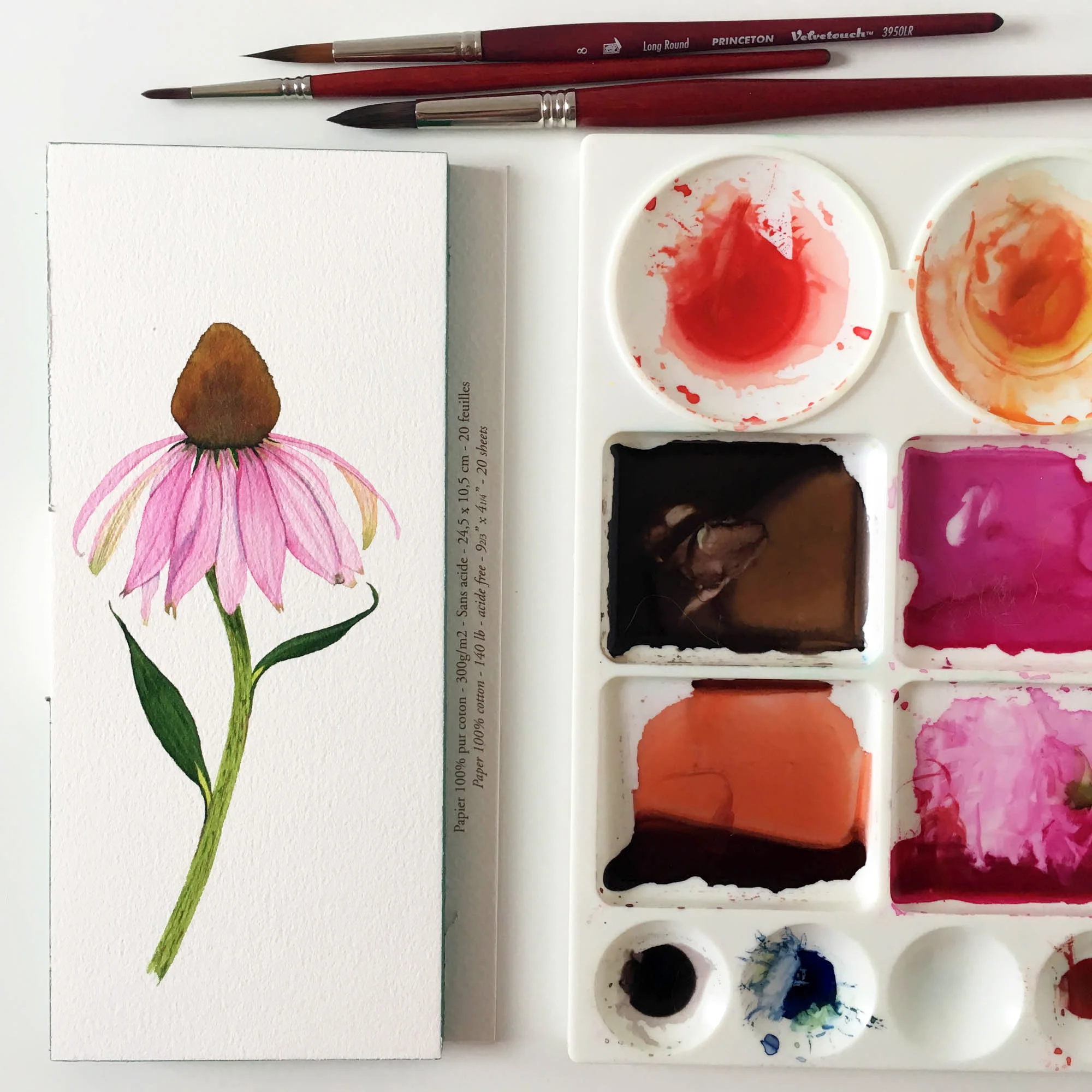 Light Pink Coneflower 8.jpg