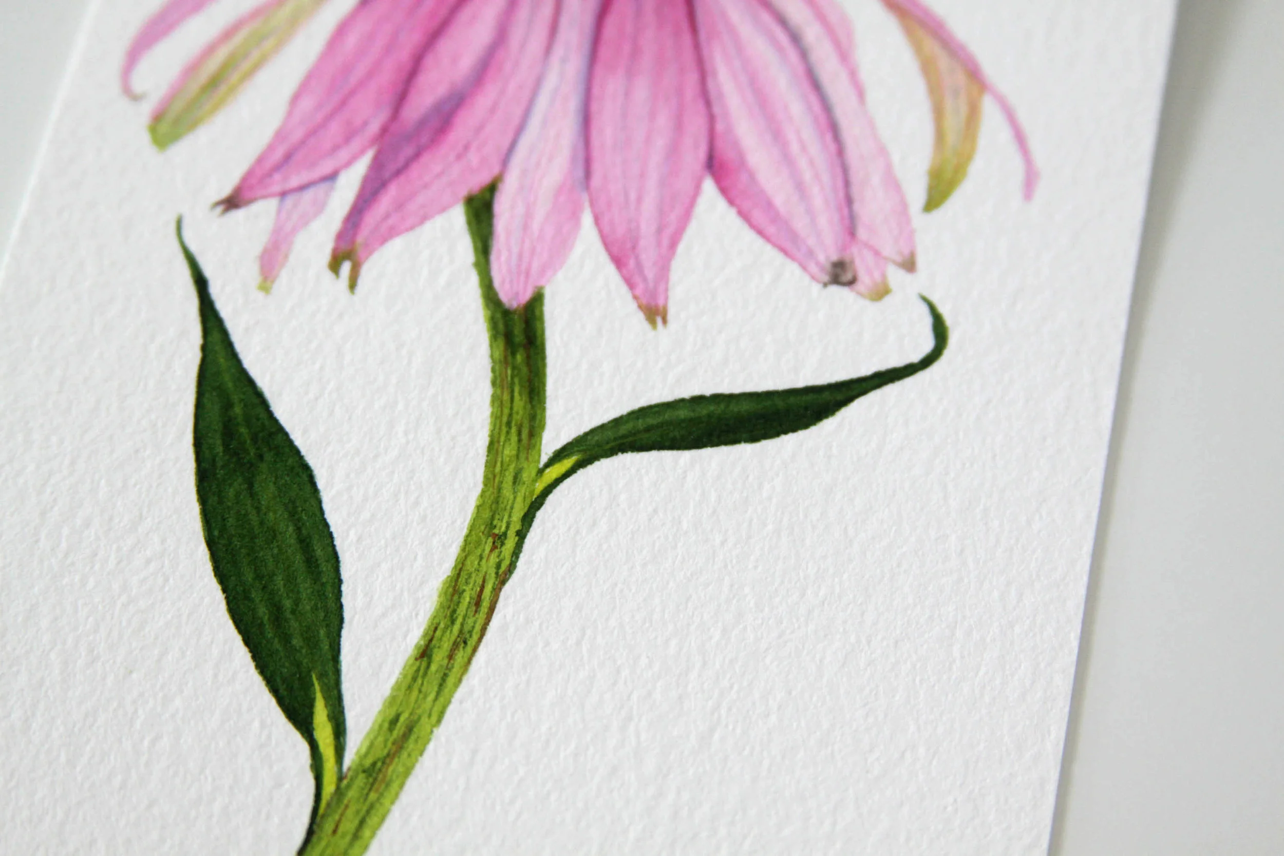 Light Pink Coneflower 7.jpg