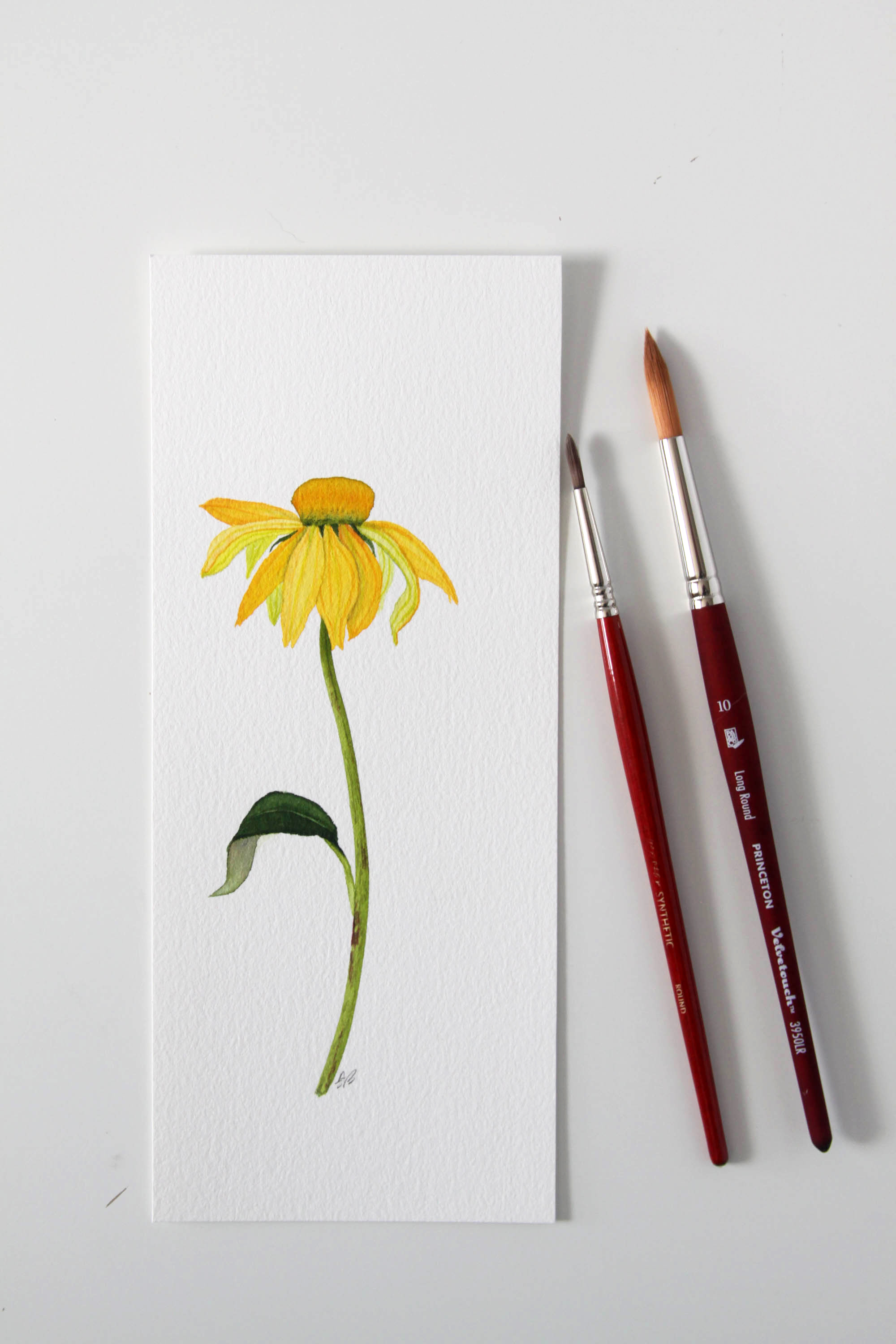 Yellow Coneflower 1.jpg