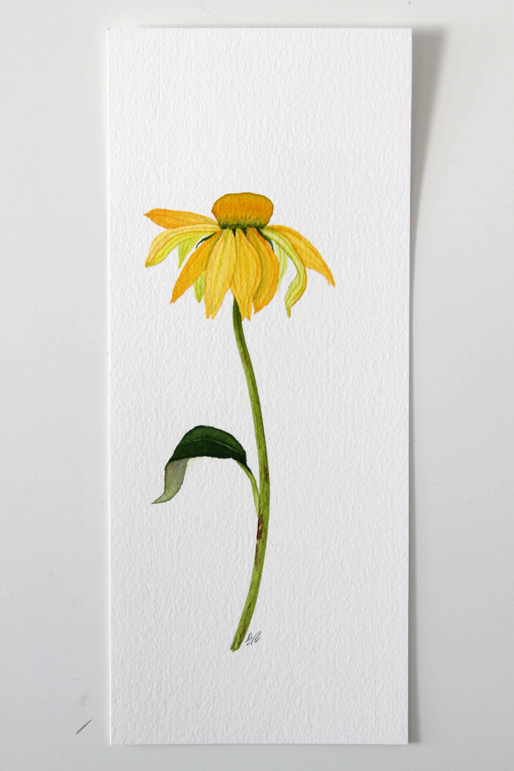 Yellow Coneflower 6.jpg