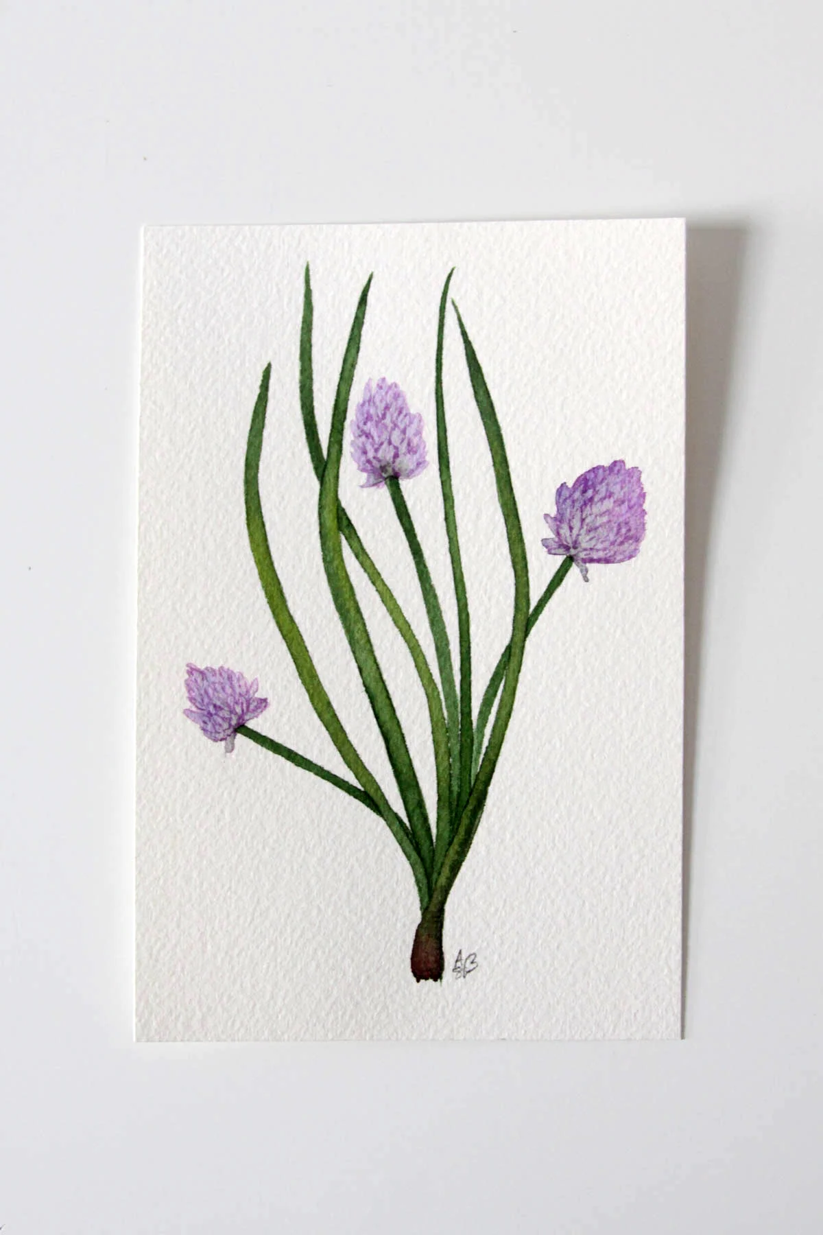 Chives 1.jpg
