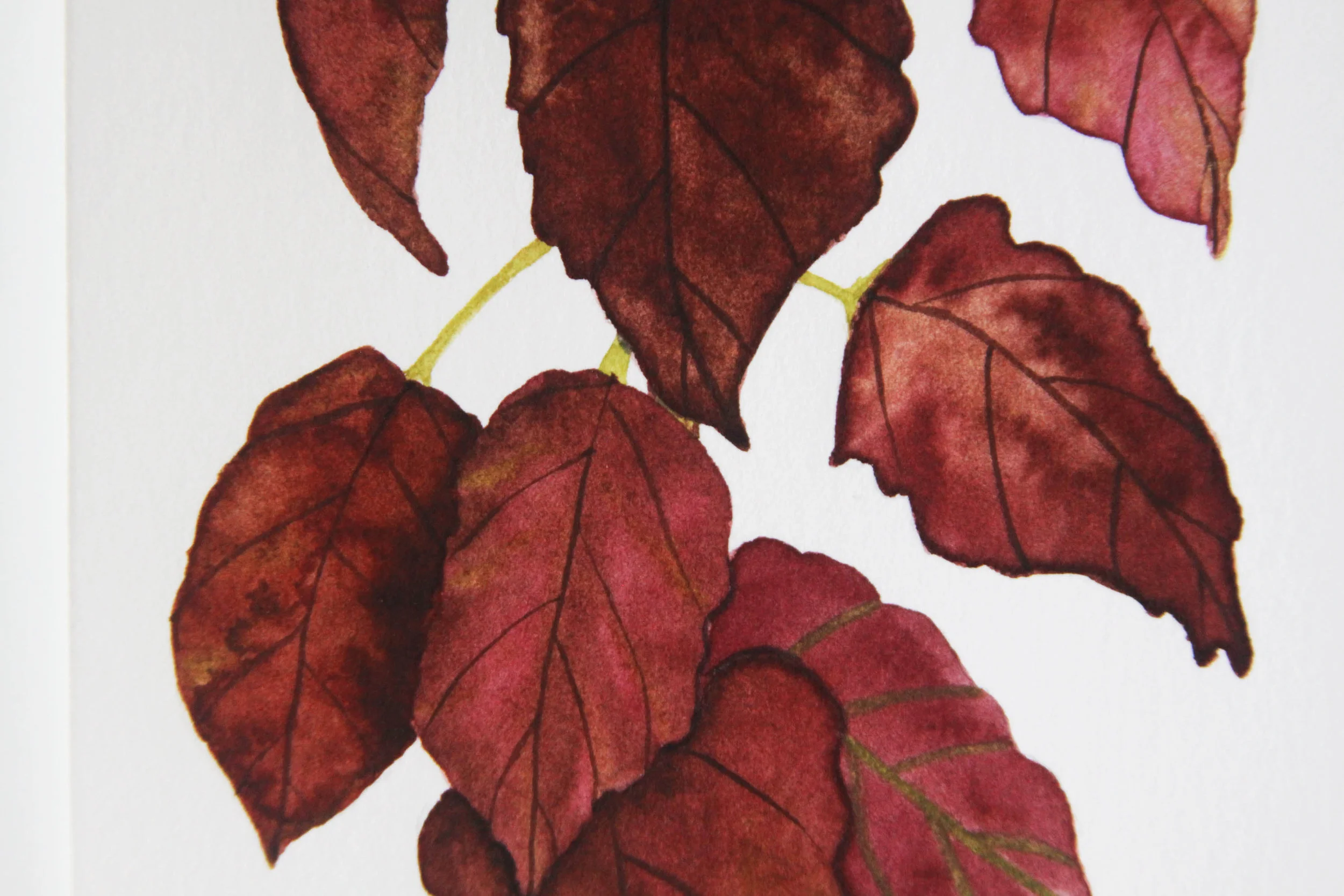 Coleus 4.jpg