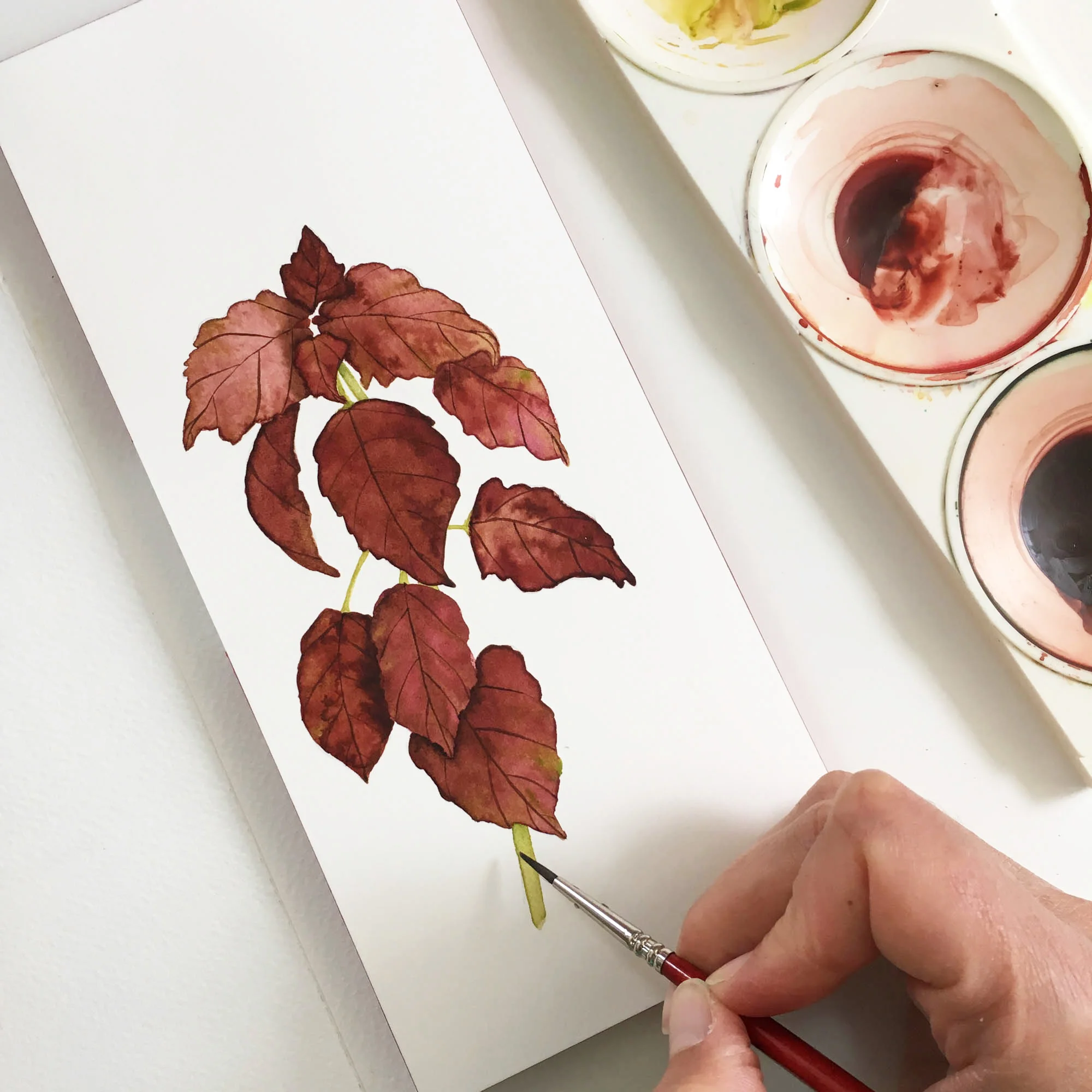 Coleus 5.jpg