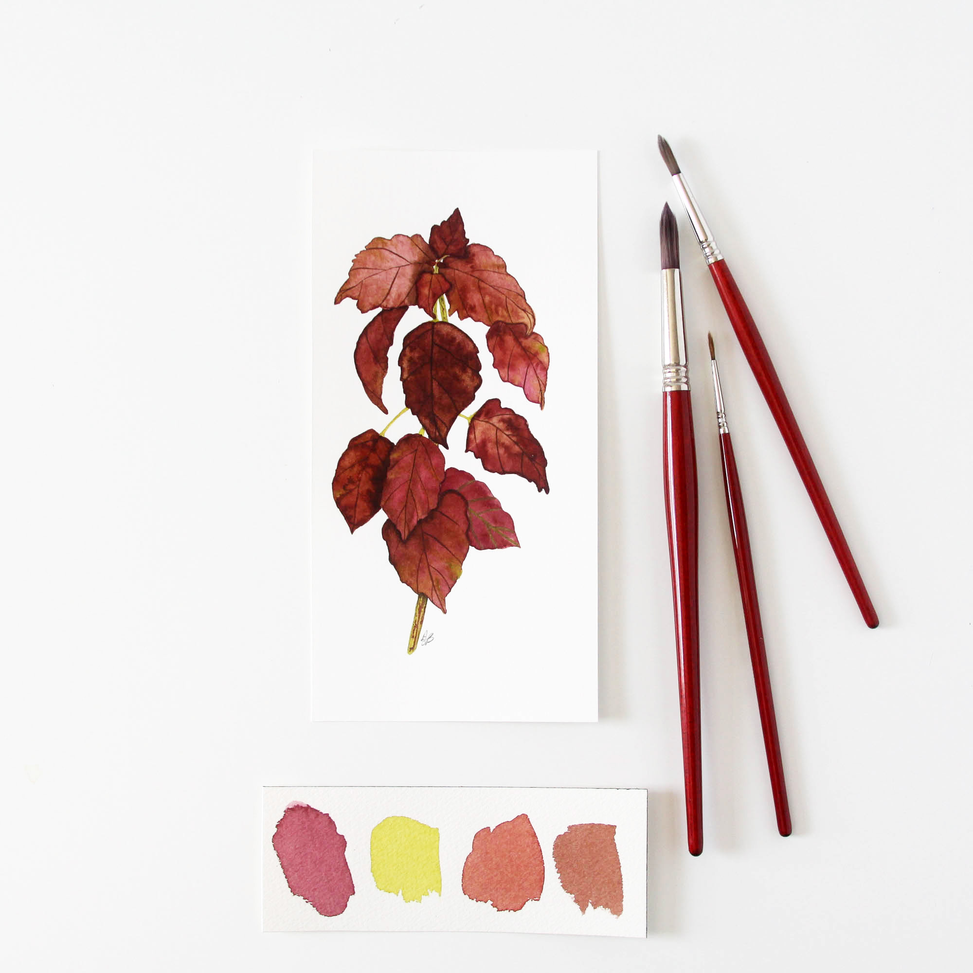 coleus 7.jpg