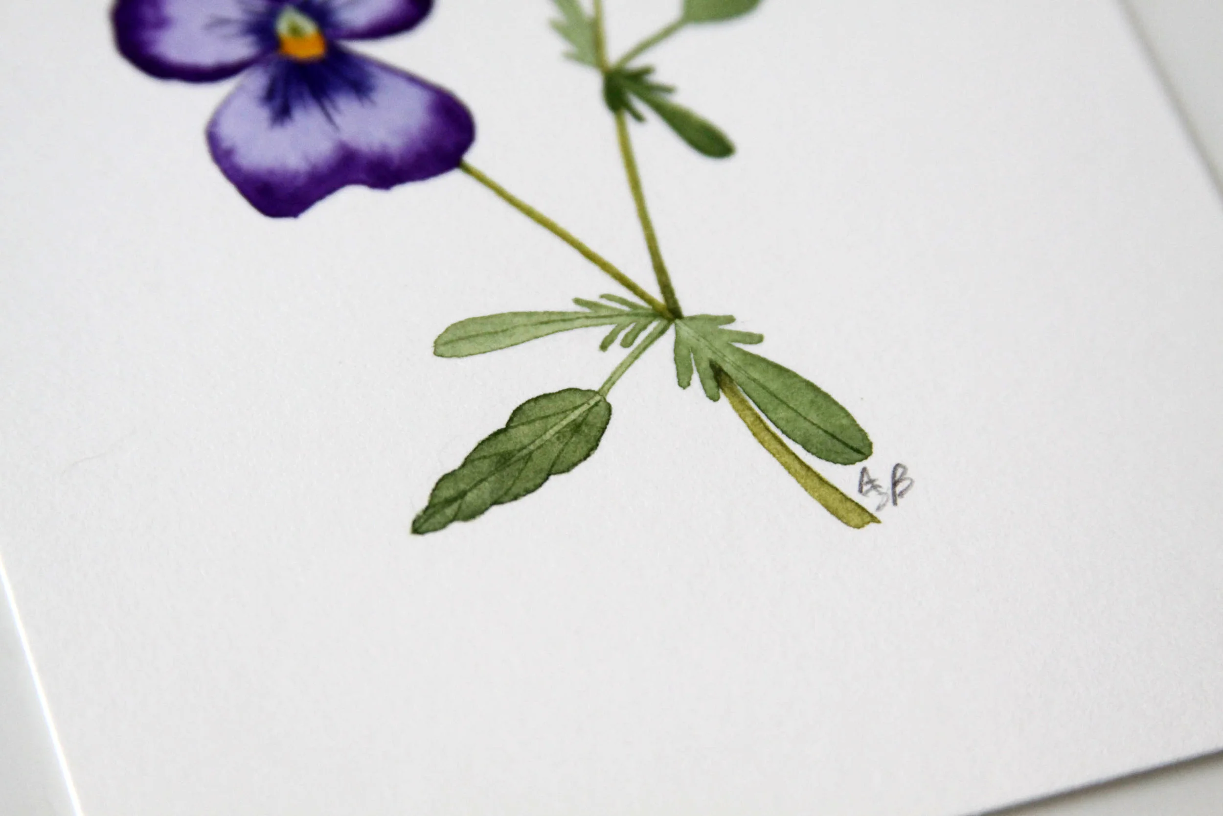 little viola 4.jpg