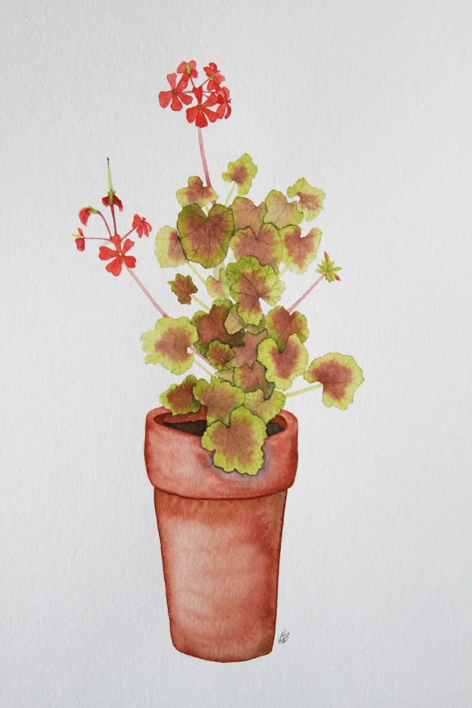 Green and Red Leaf Geranium in a Clay Pot Watercolor Painting by Anne Butera.jpg
