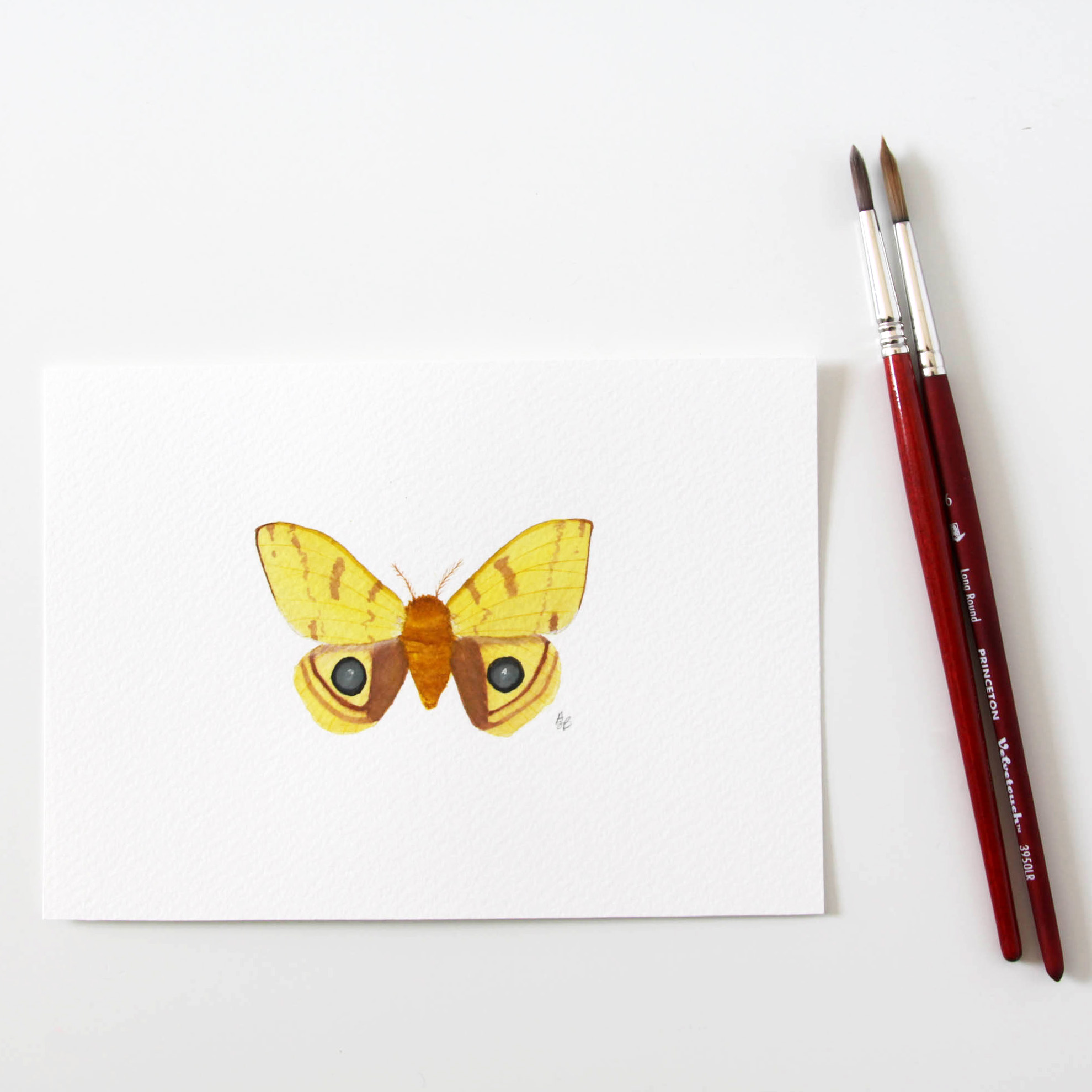 io moth 1.jpg