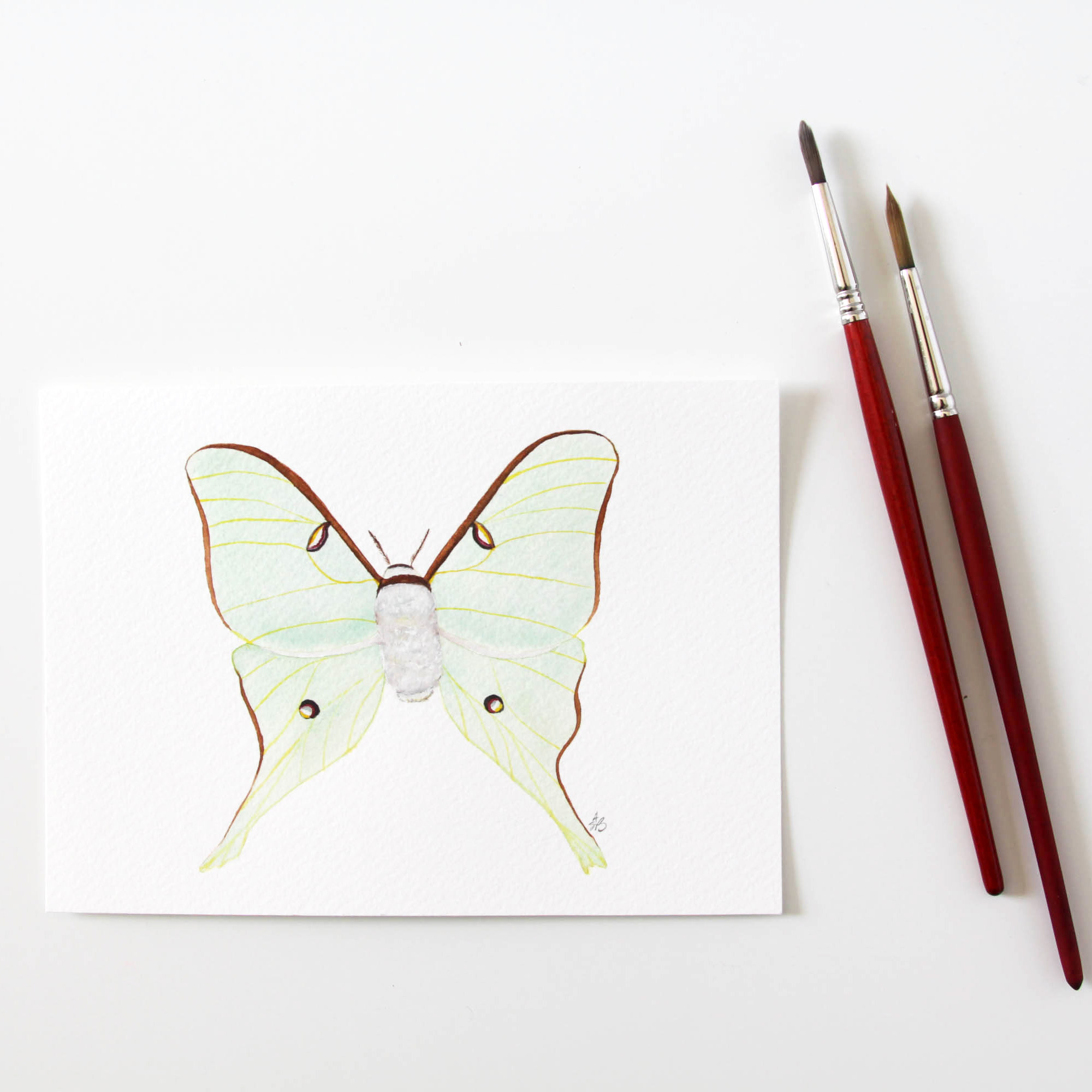 luna moth 1.jpg