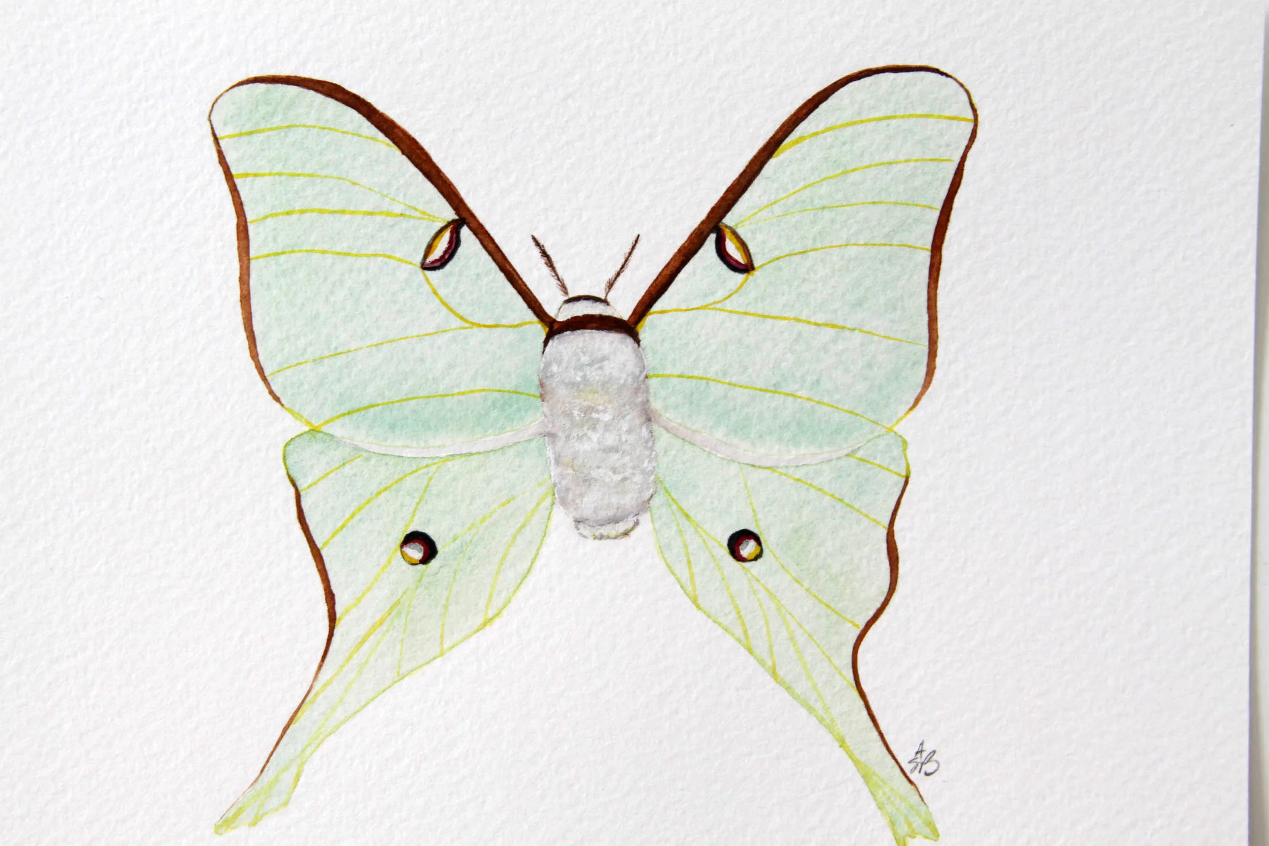 luna moth 2.jpg