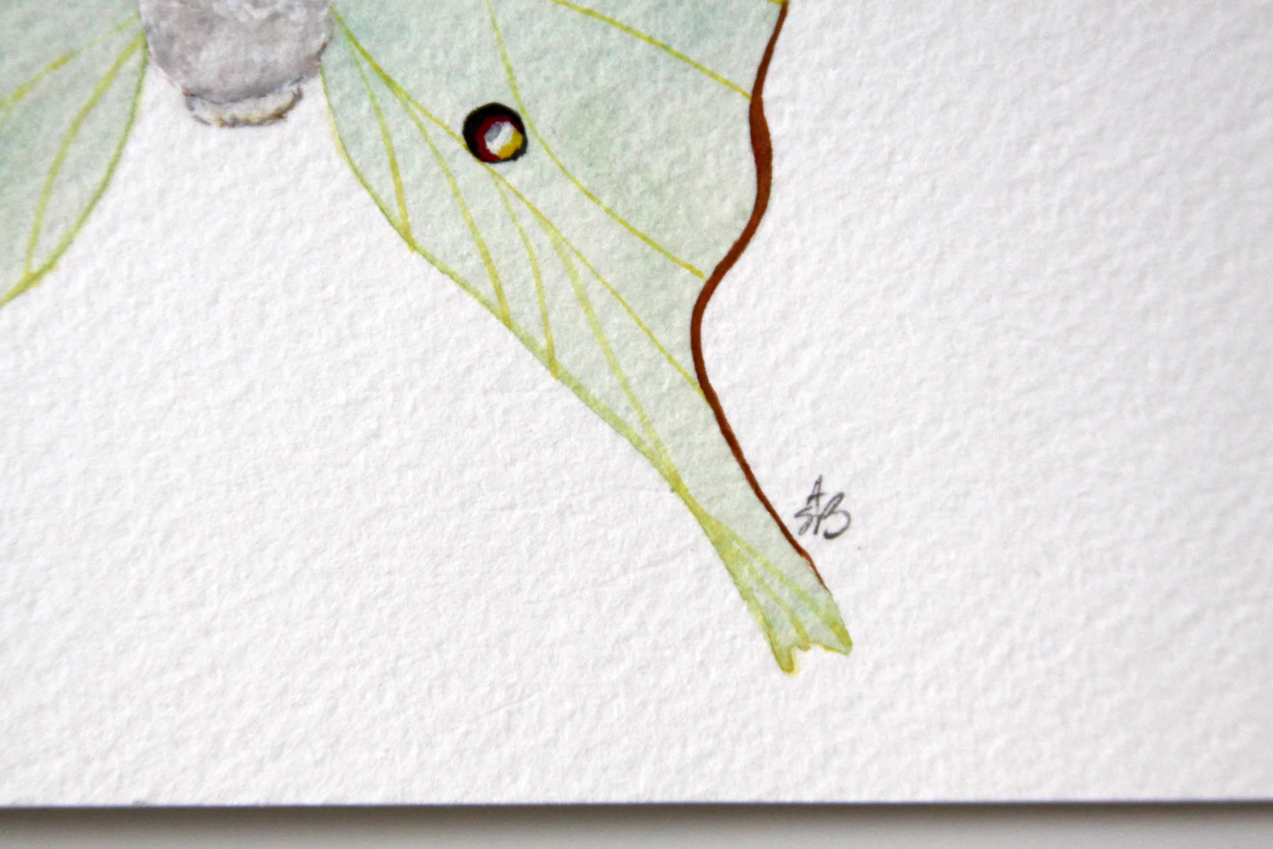 luna moth 3.jpg