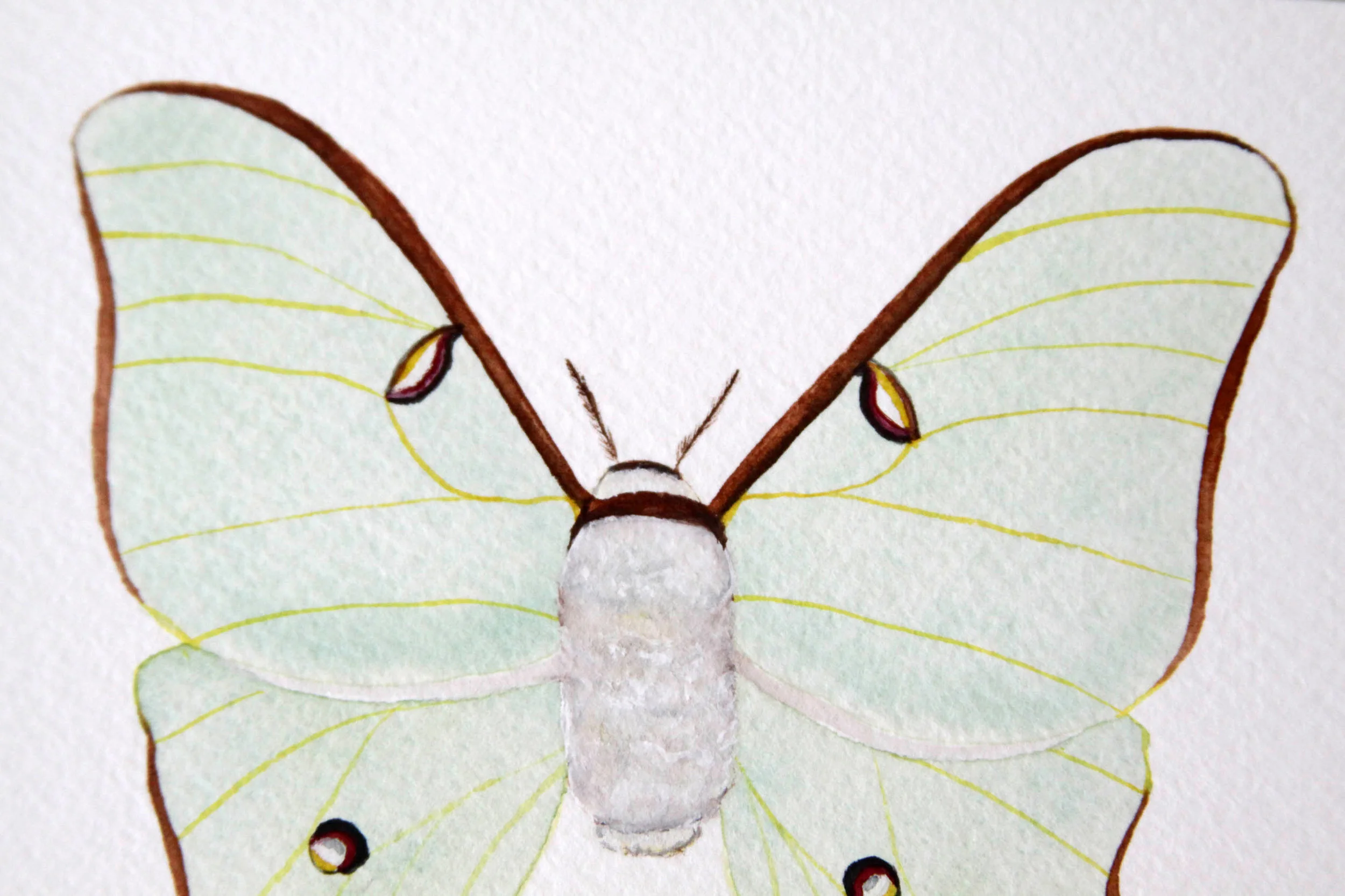 luna moth 5.jpg