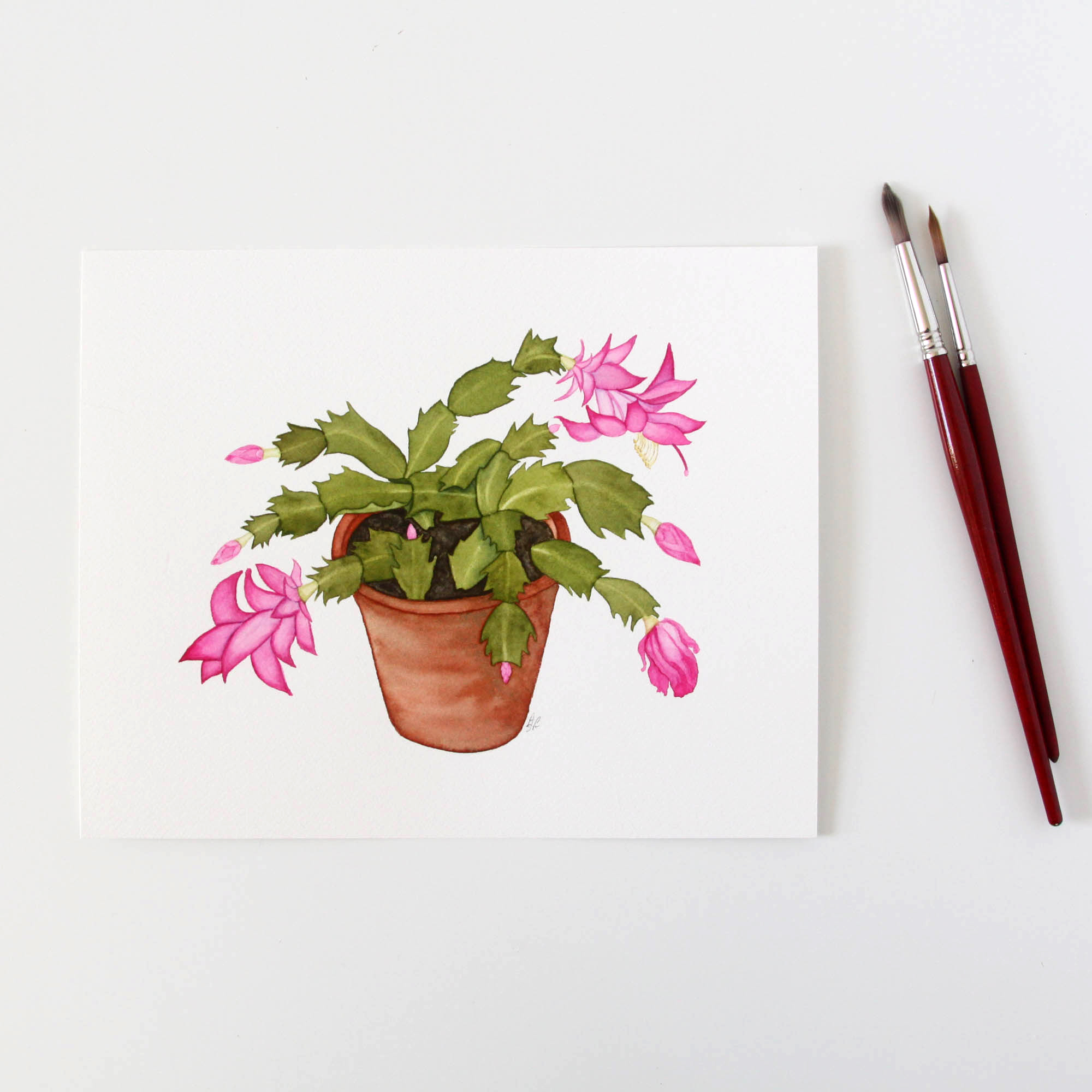 Christmas Cactus 2.jpg