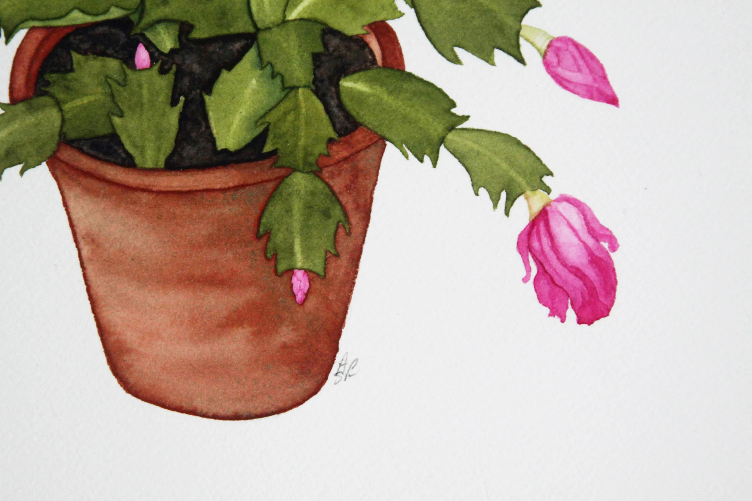 Christmas Cactus 3.jpg