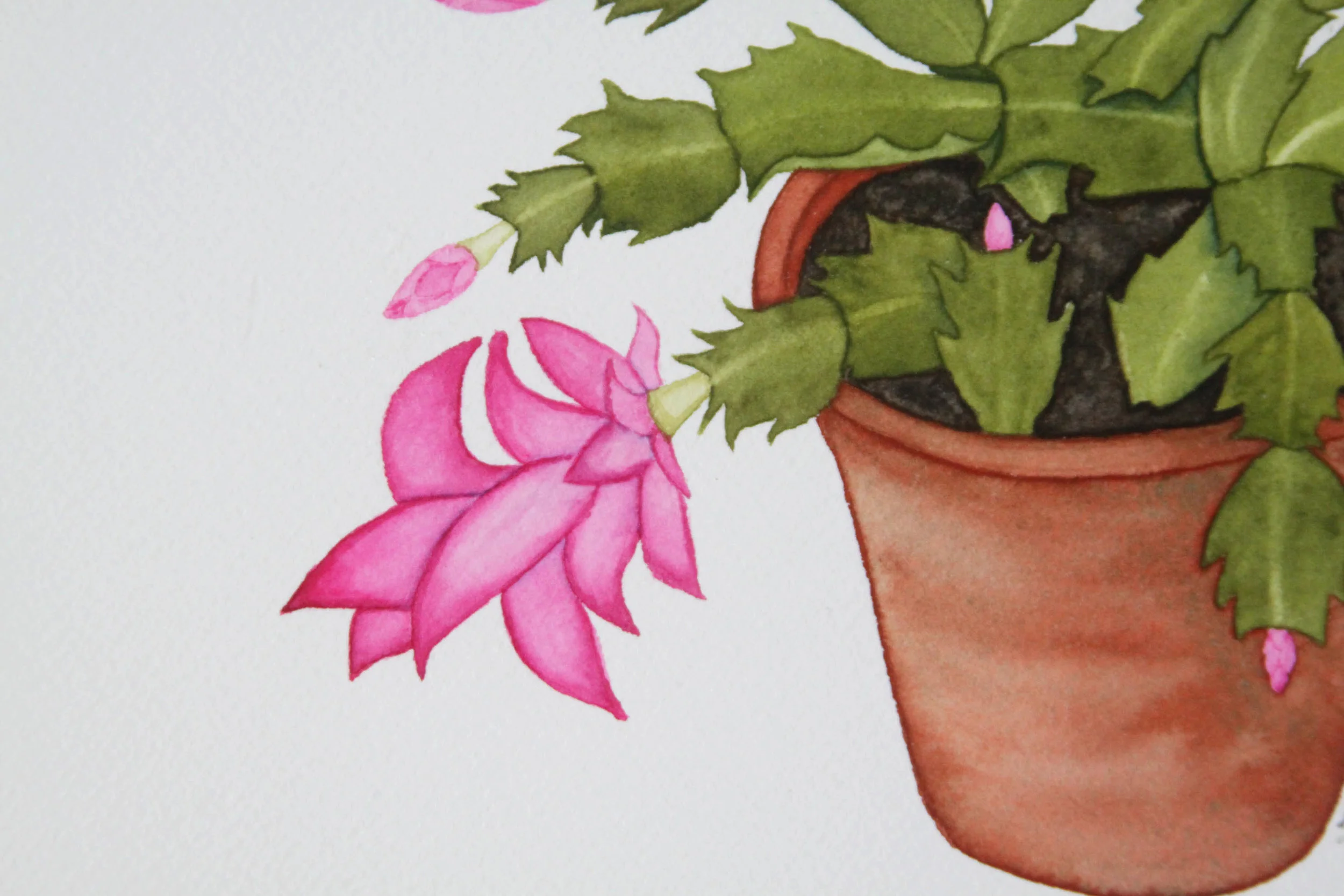 Christmas Cactus 5.jpg