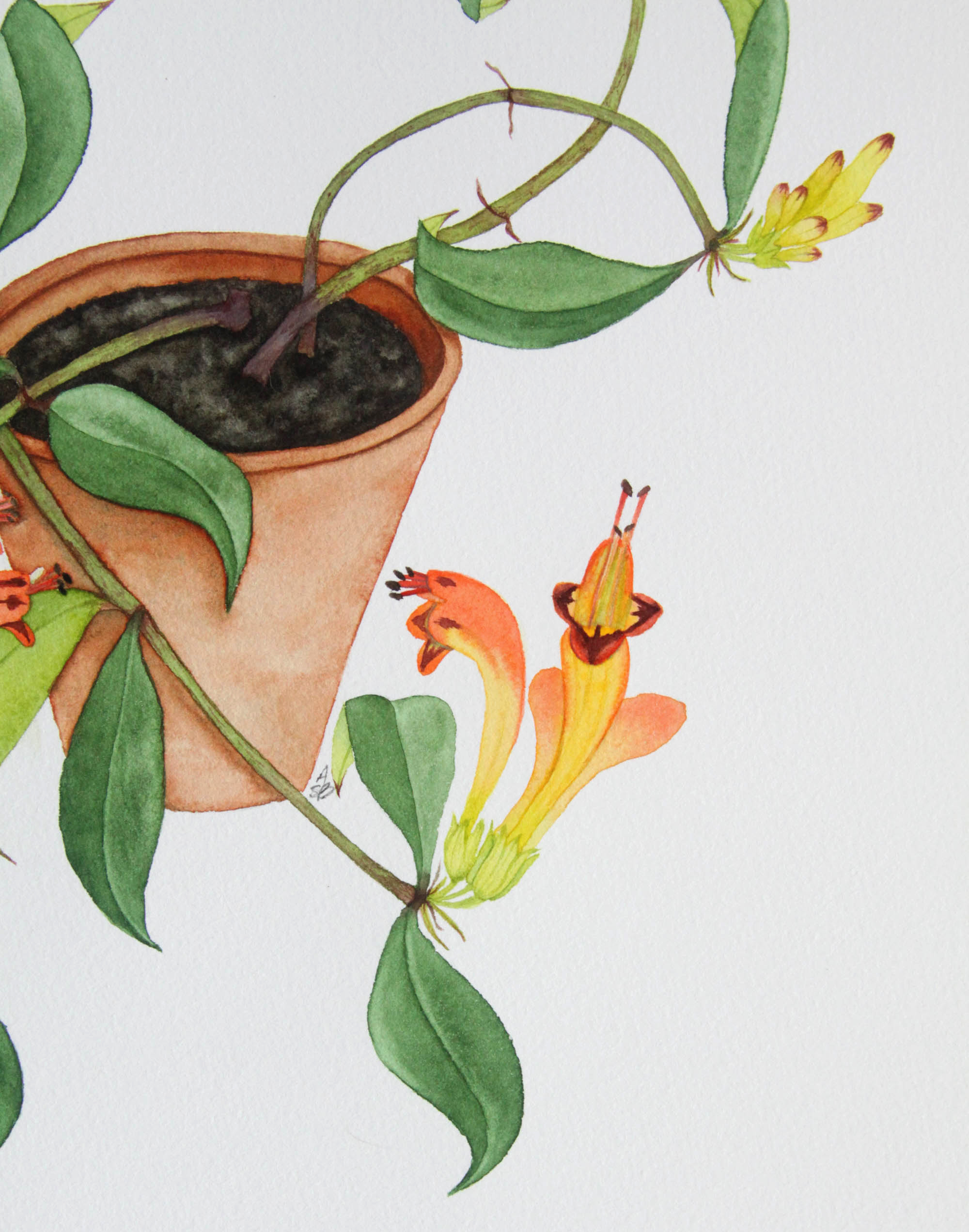 Lipstick Plant 6.jpg