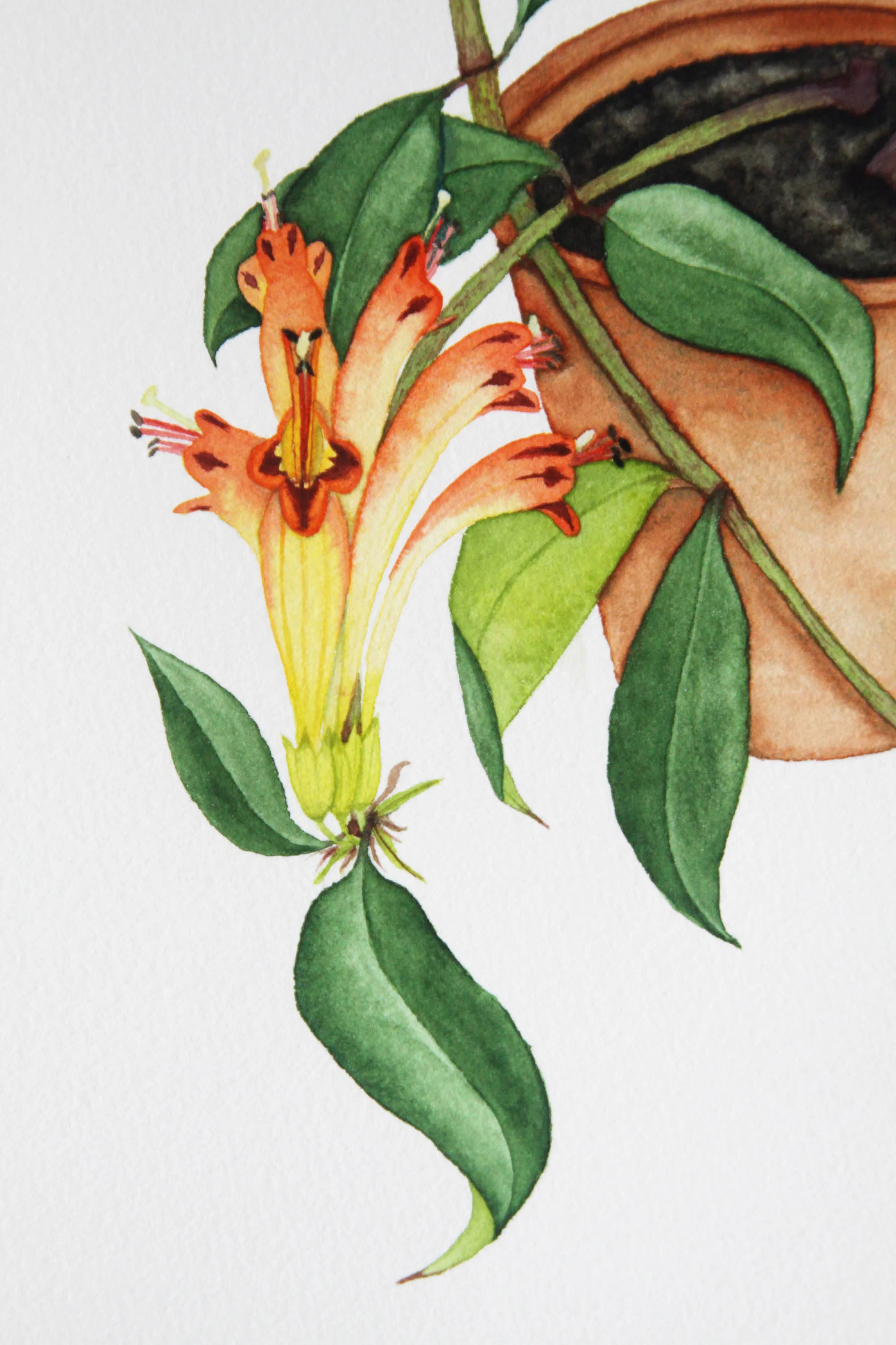 Lipstick Plant 9.jpg