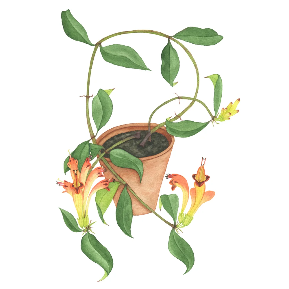 Lipstick Plant.jpg