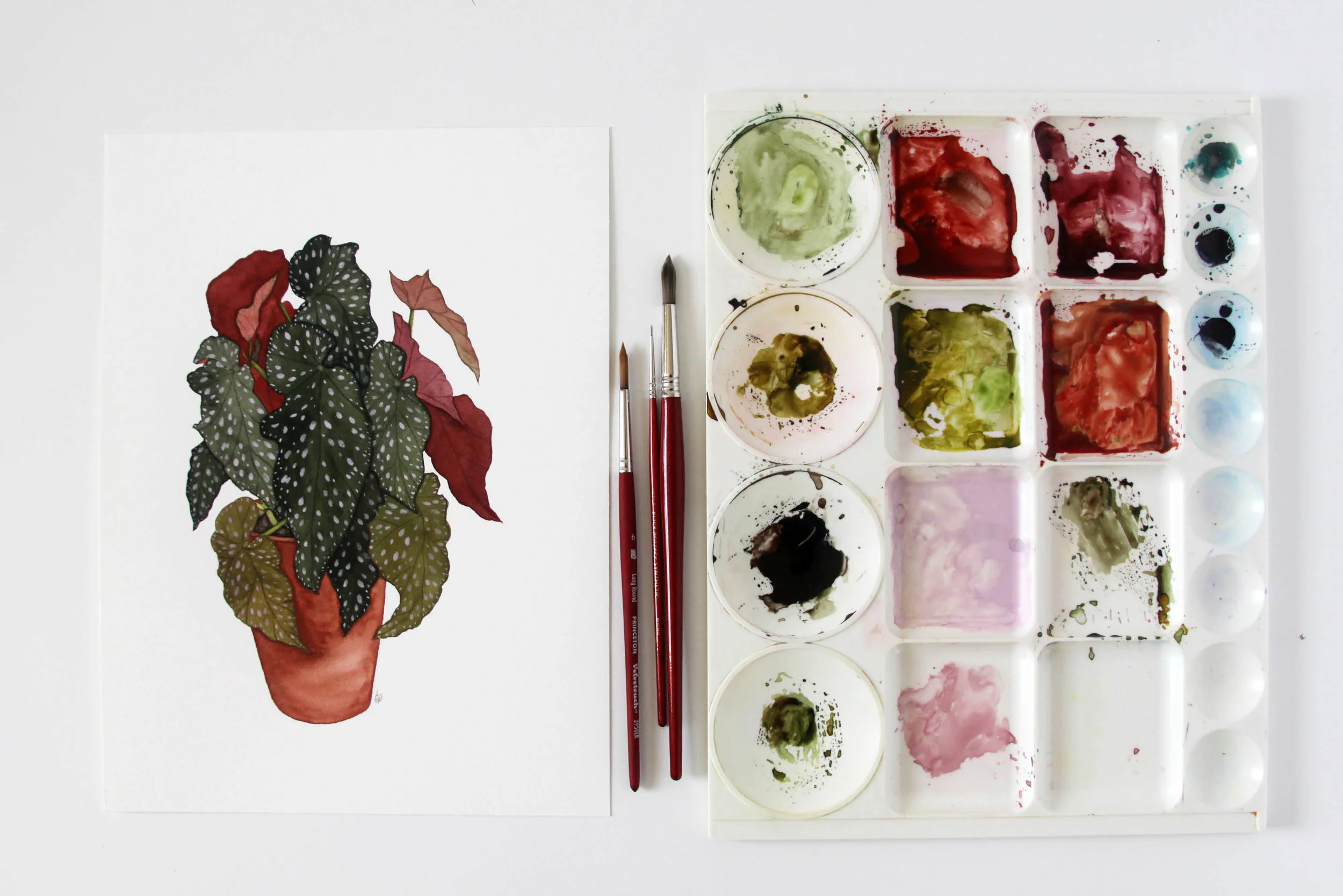 Large Begonia 2.jpg