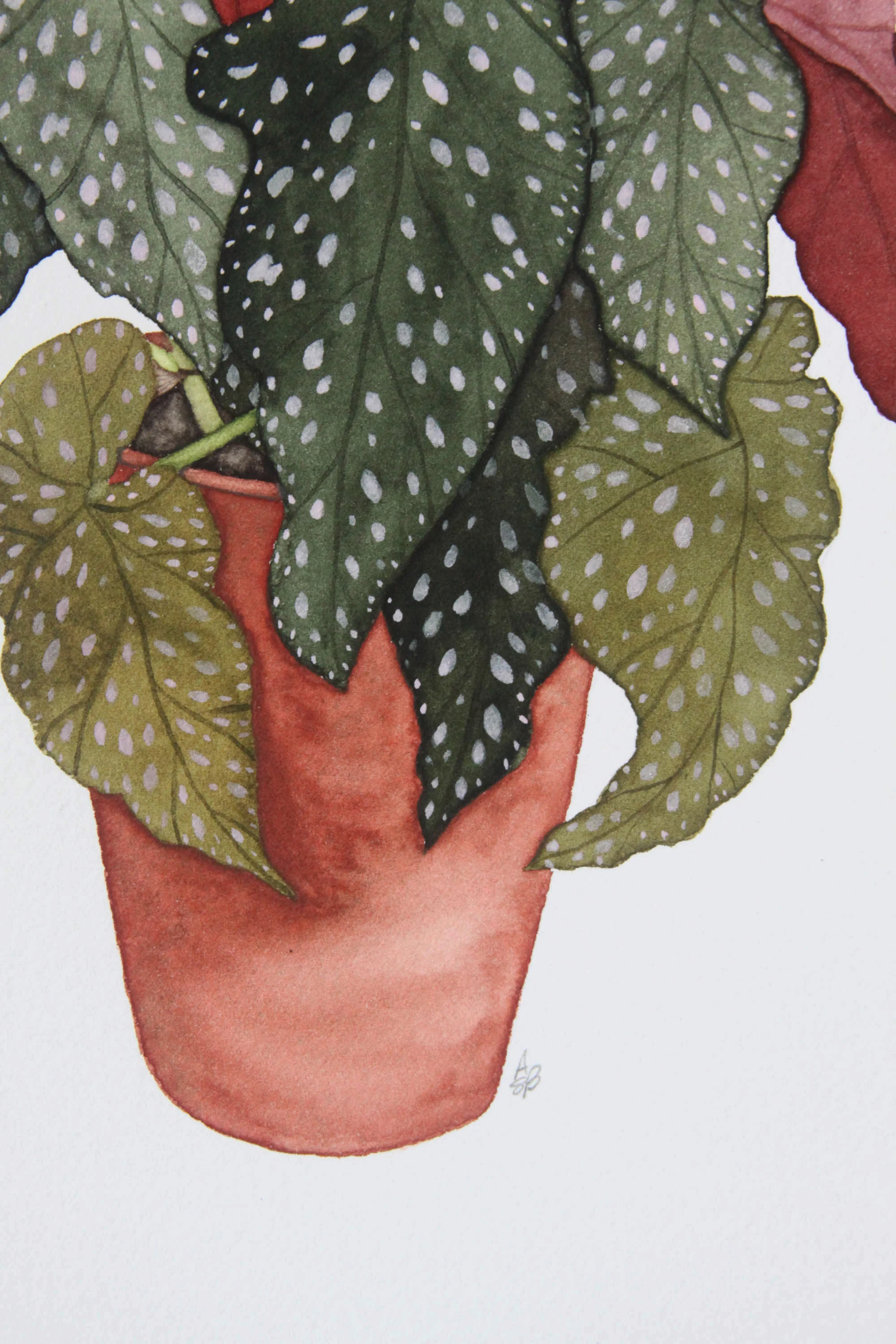 Large Begonia 3.jpg