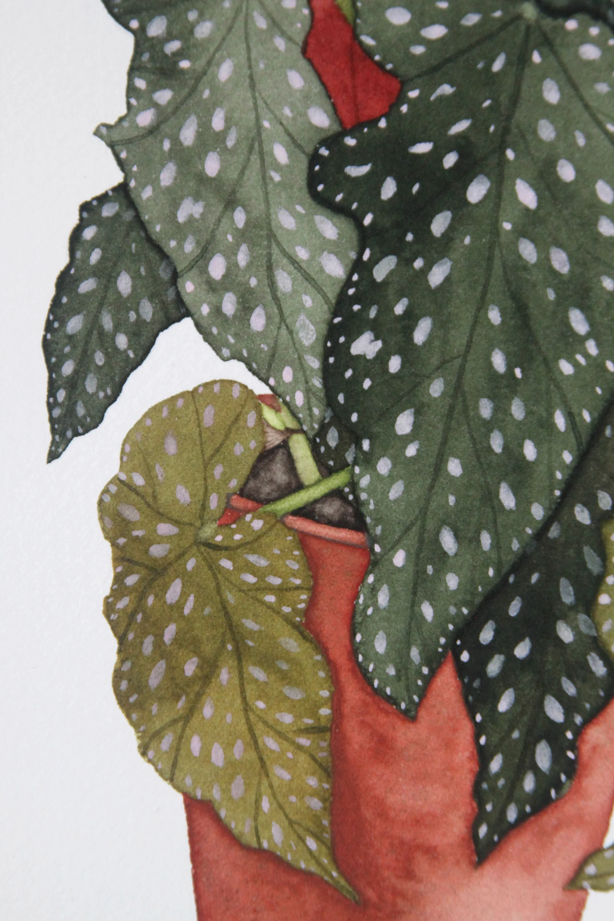 Large Begonia 4.jpg