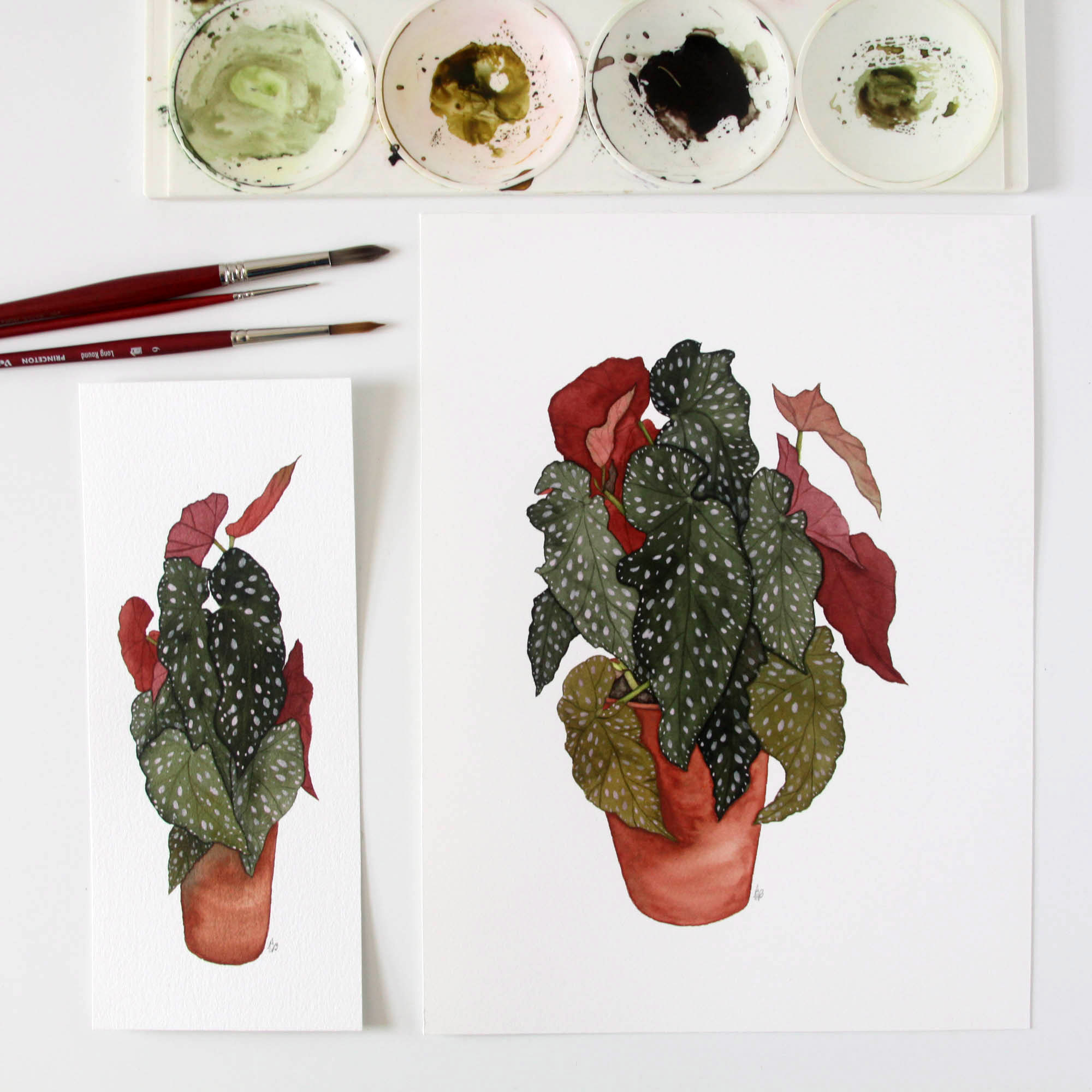 Small Begonia 3.jpg