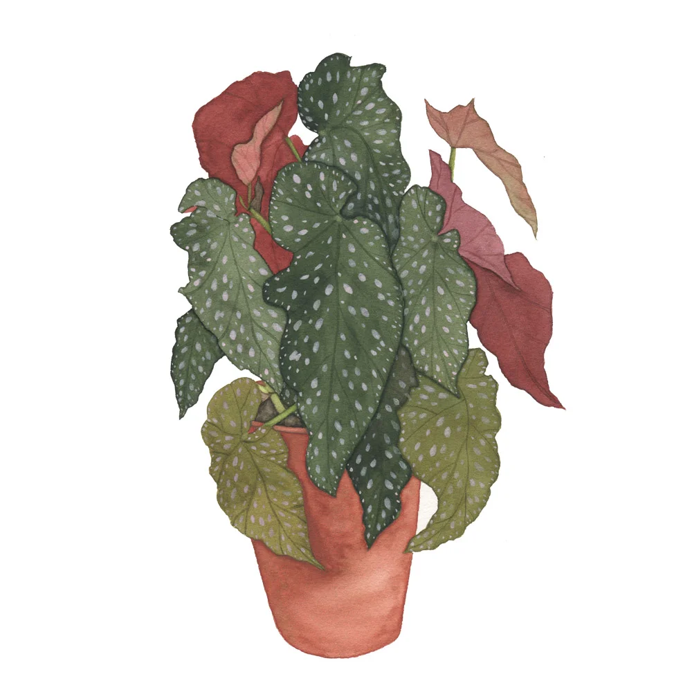 Large Begonia.jpg