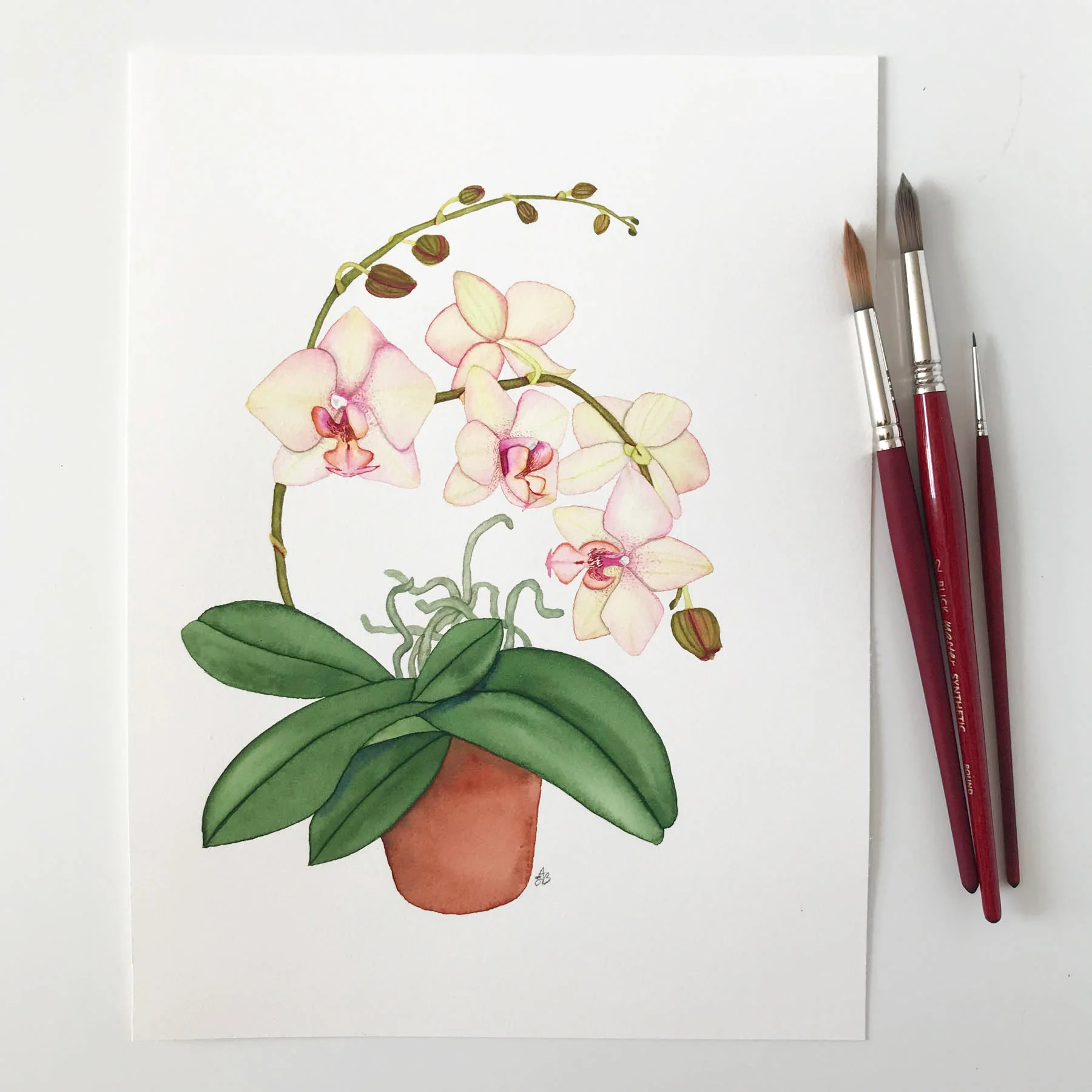 Peach Orchid 2.jpg