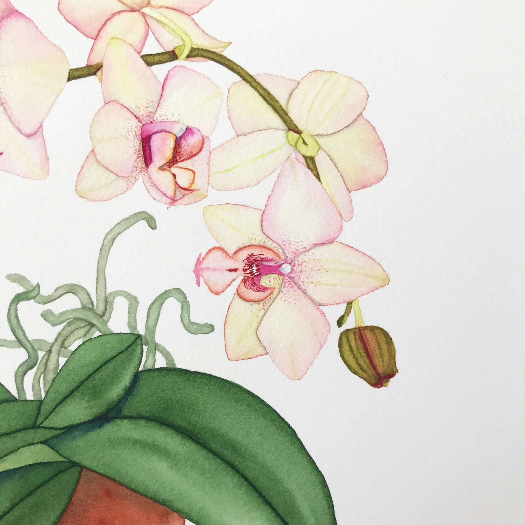 Peach Orchid 4.jpg