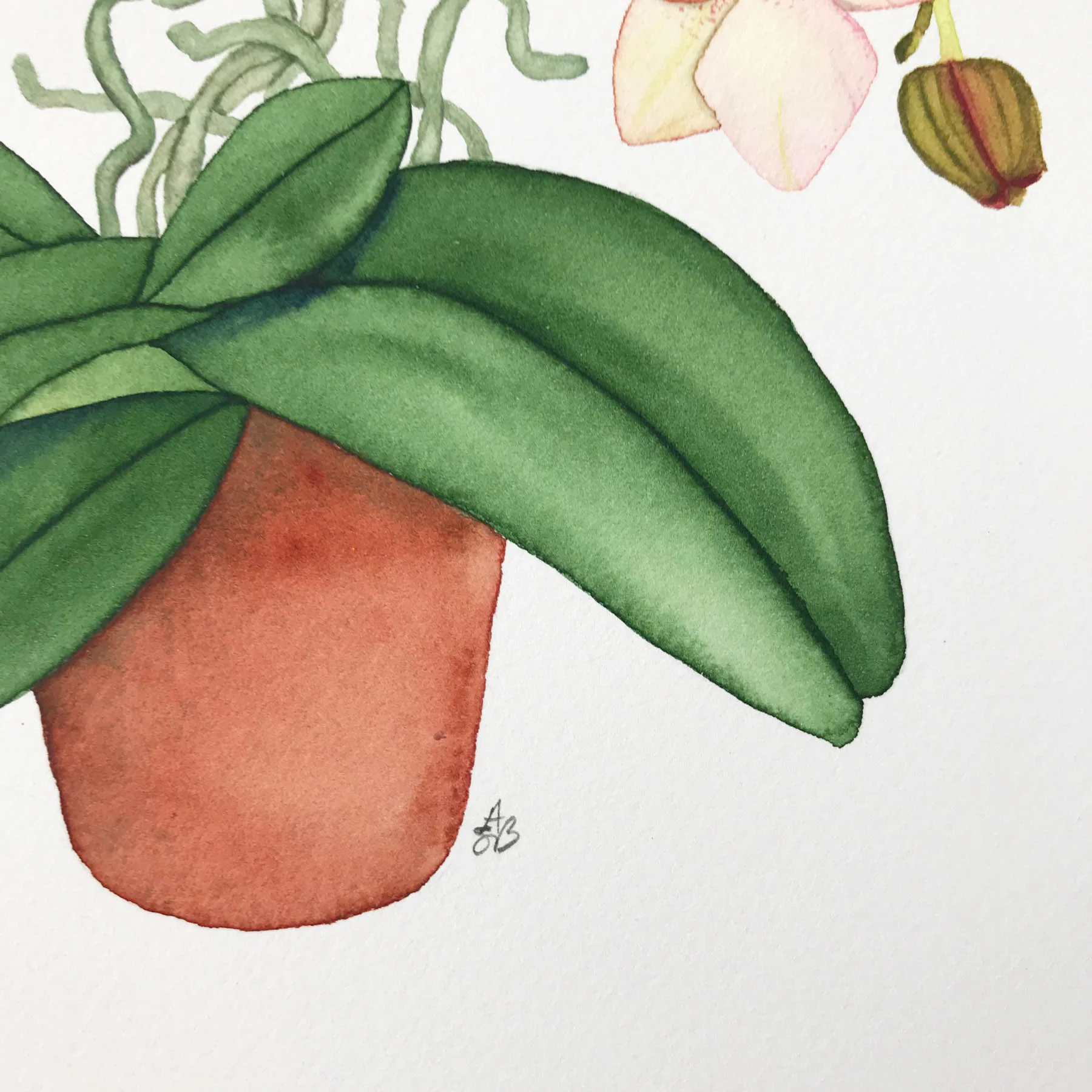 Peach Orchid 5.jpg
