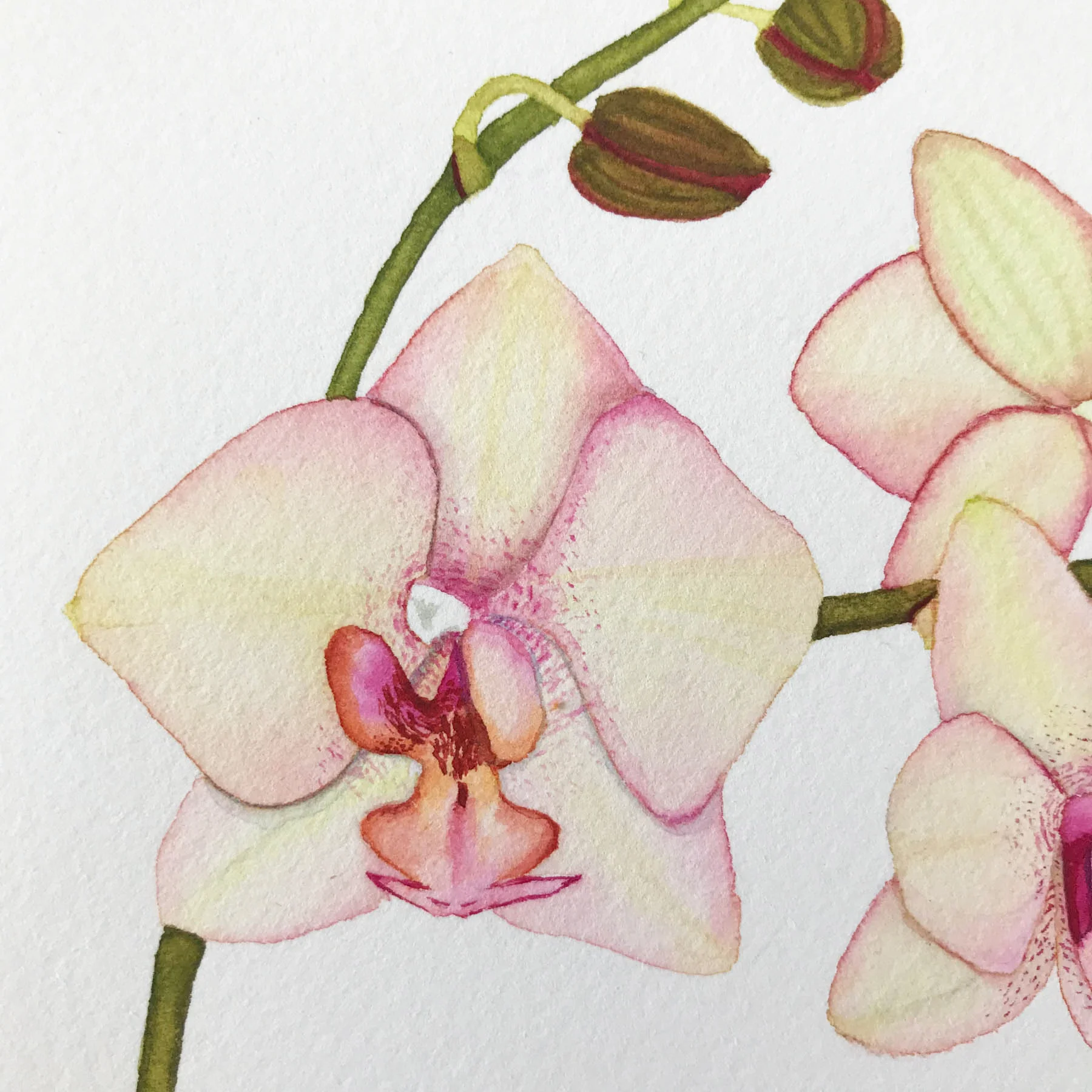 Peach Orchid 7.jpg