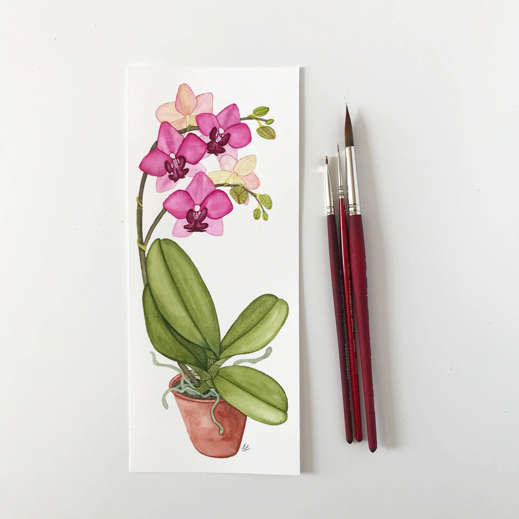 Pink Orchid 2.jpg