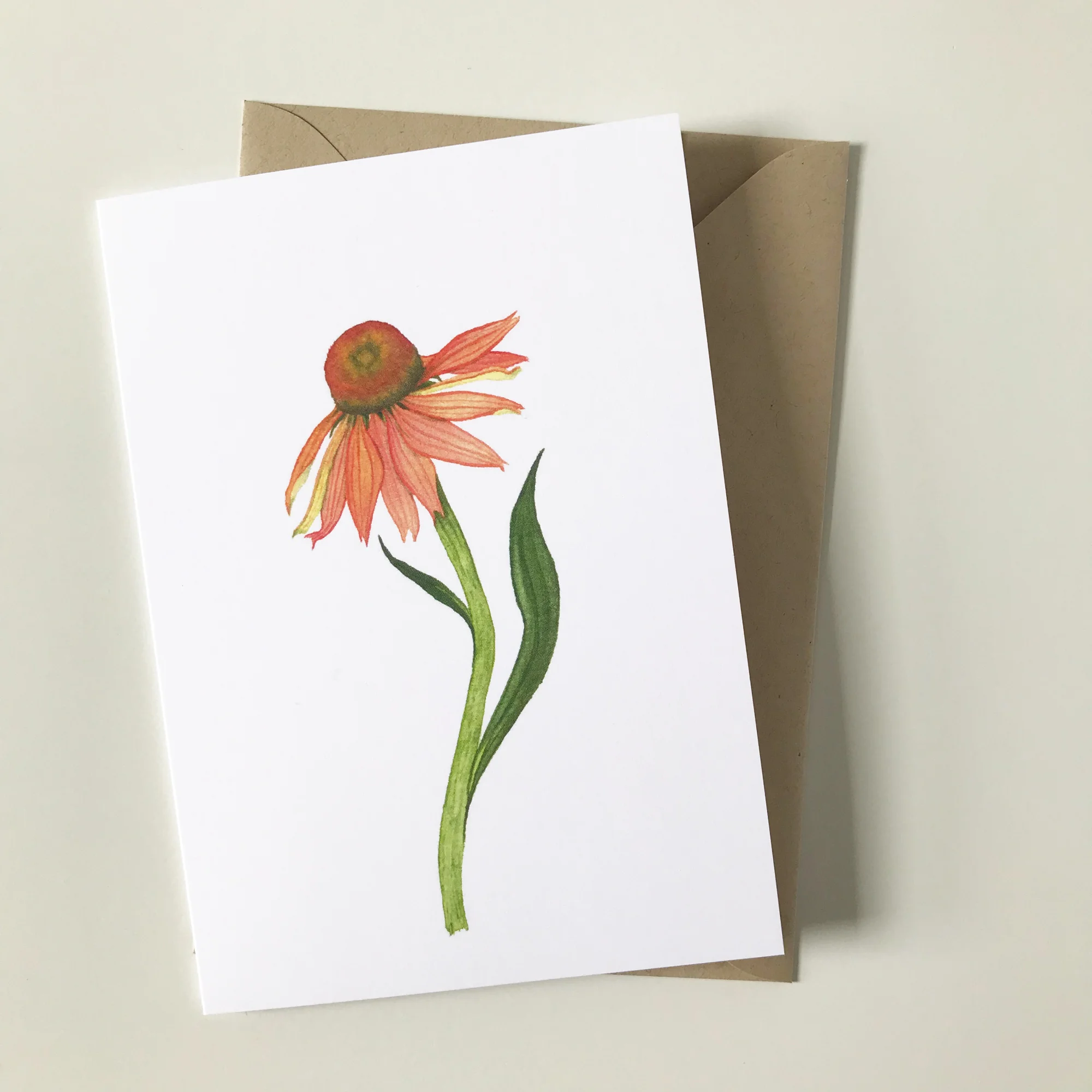 3 Coneflowers Single Orange.jpg