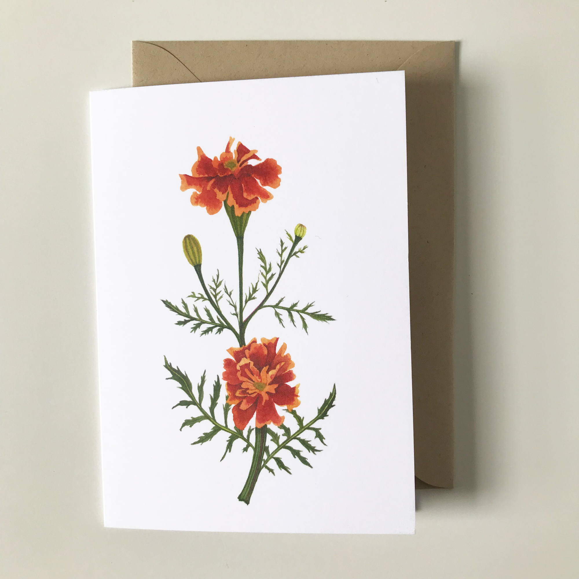 Marigold.jpg