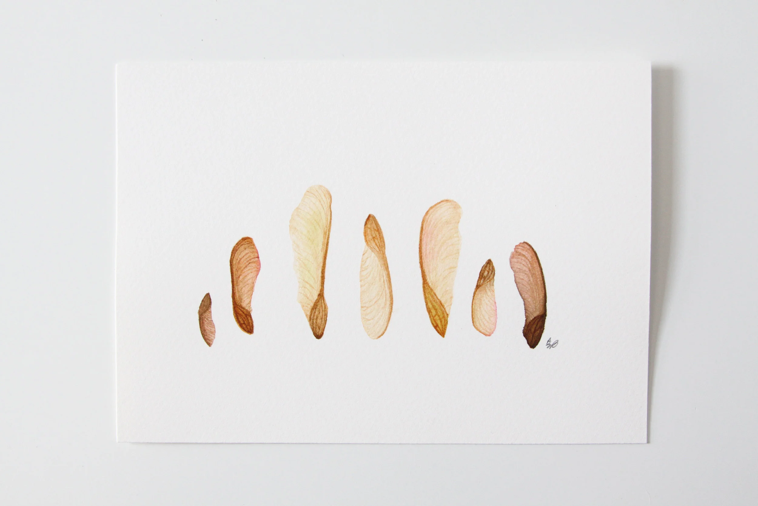 Maple Seed Lineup 2.jpg