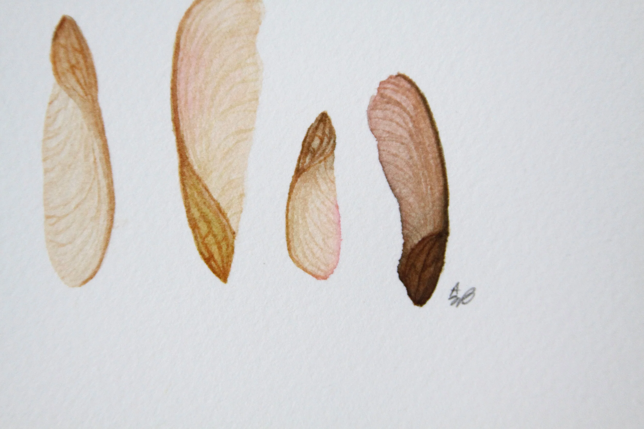 Maple Seed Lineup 3.jpg