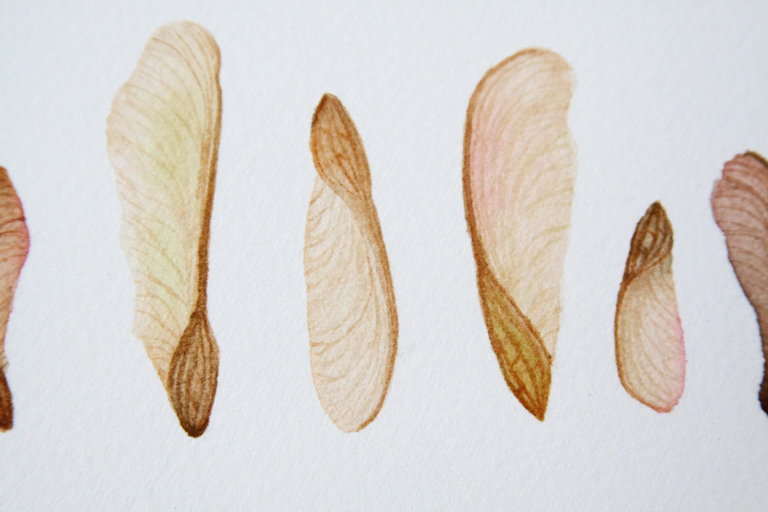 Maple Seed Lineup 5.jpg