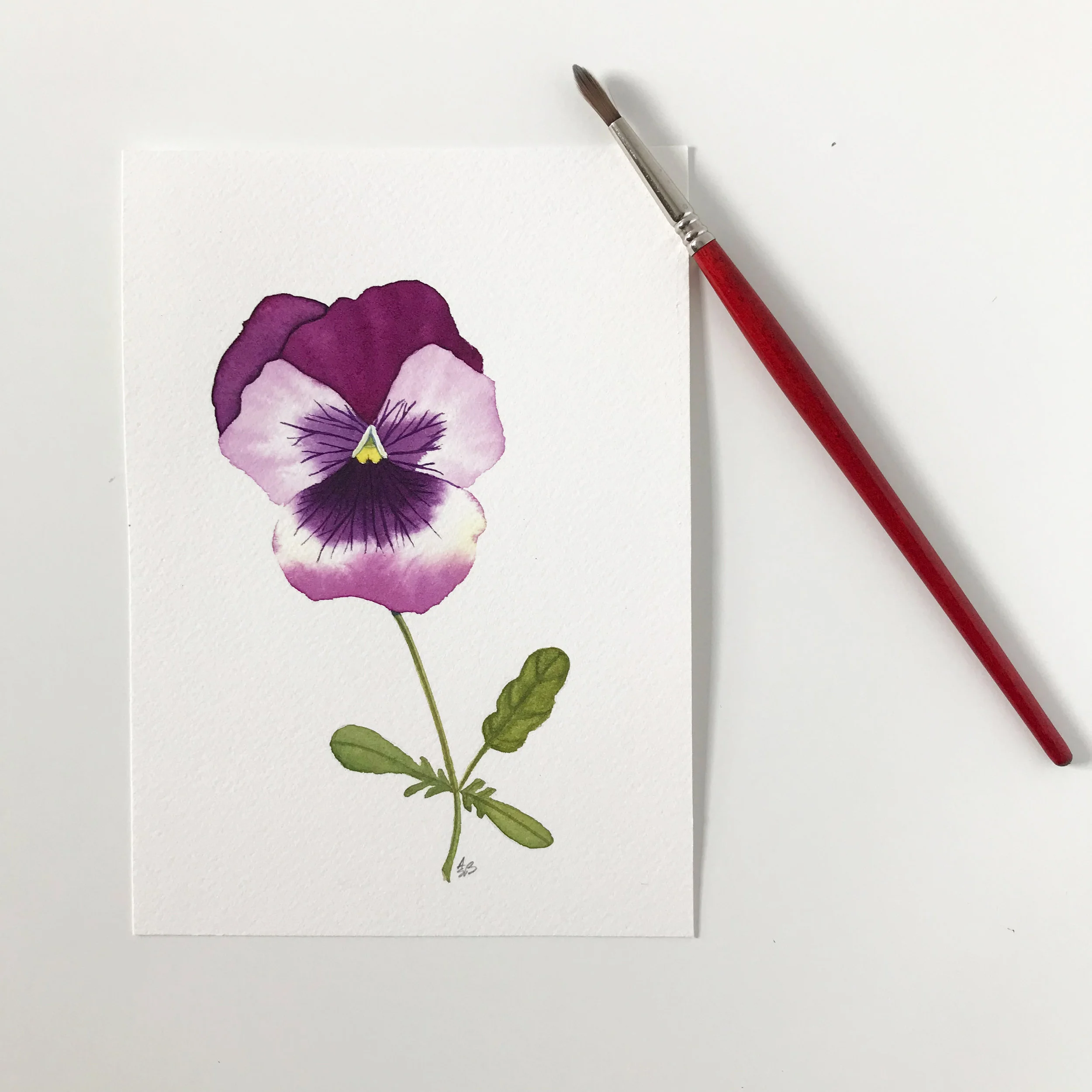 Pink Pansy 1.jpg