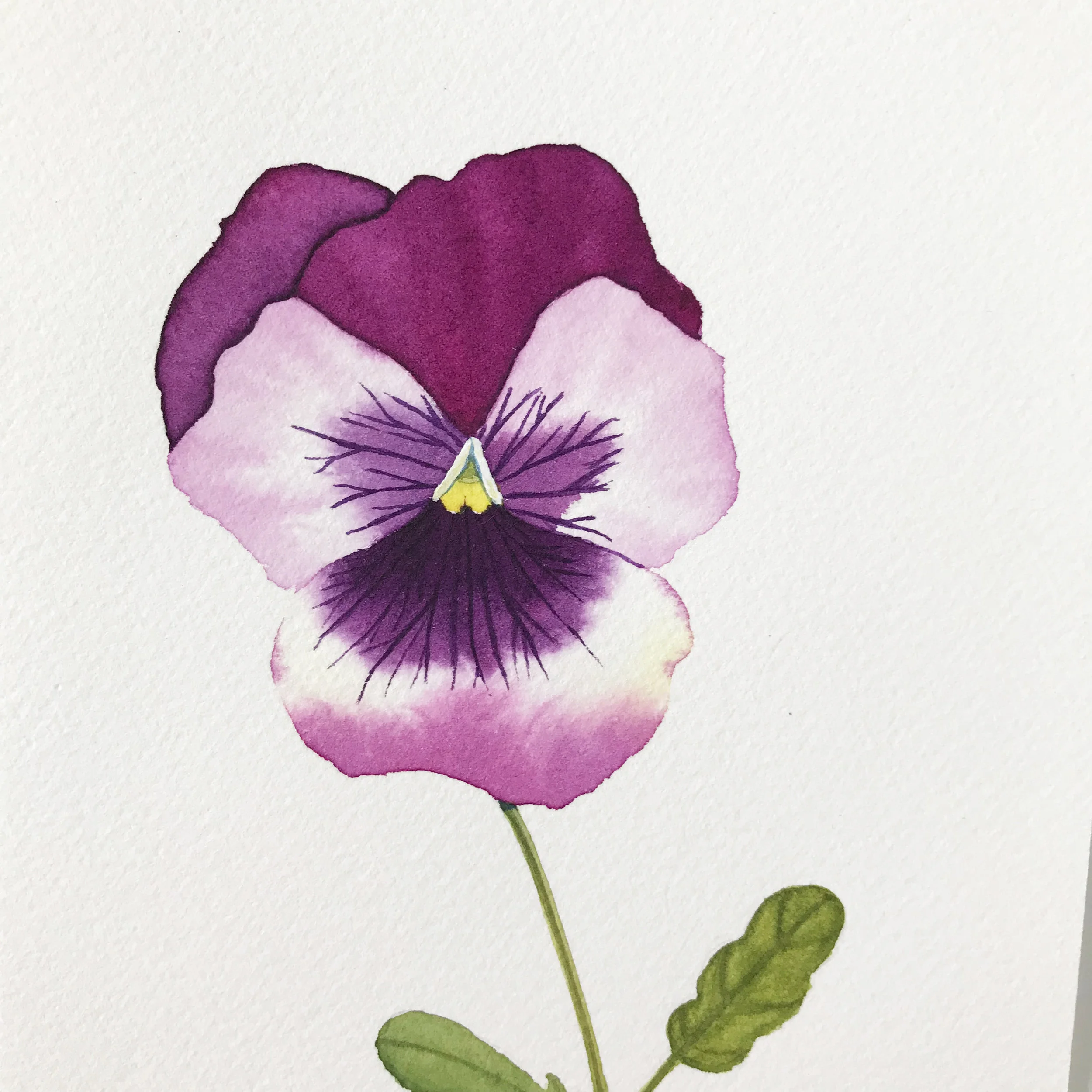 Pink Pansy 2.jpg