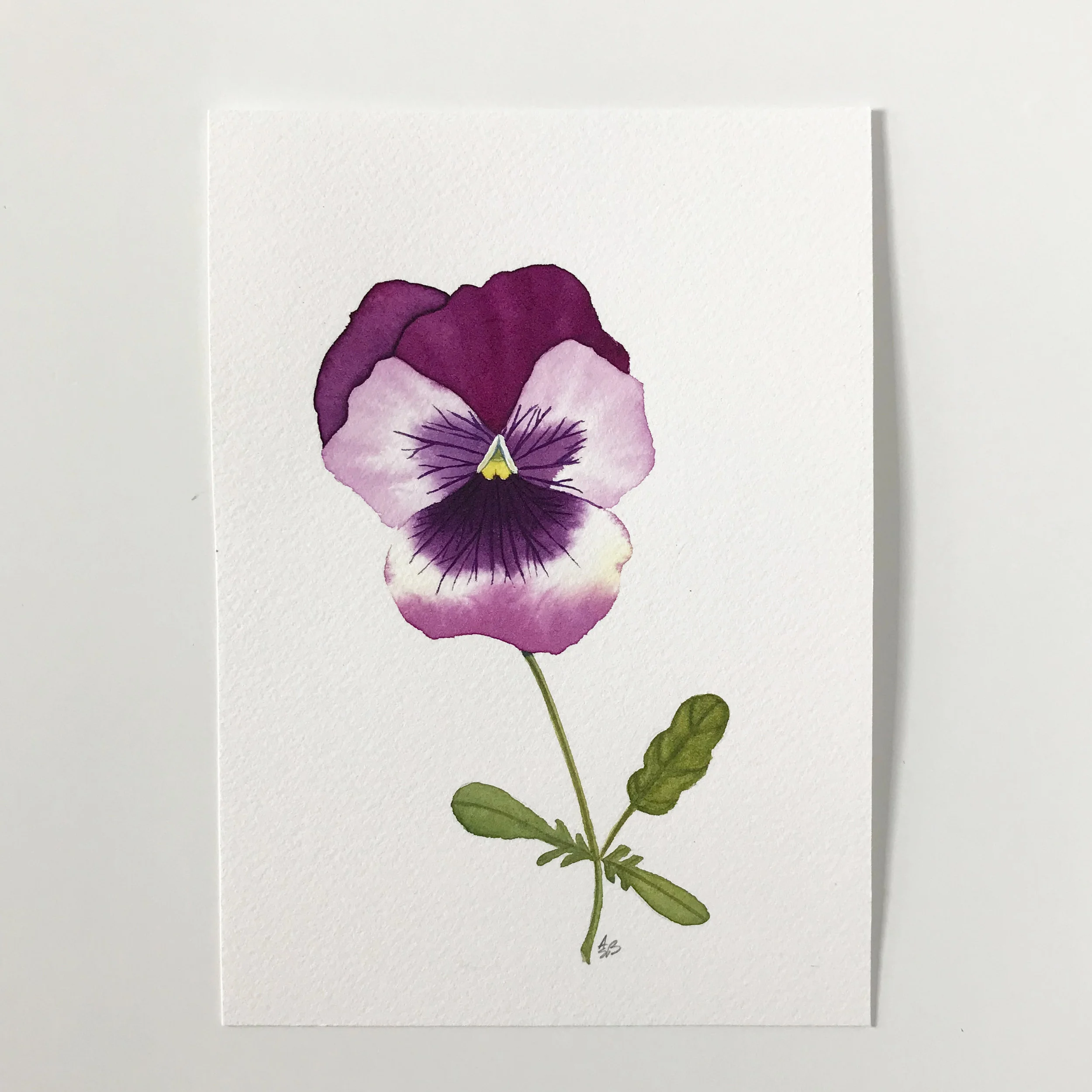 Pink Pansy 4.jpg