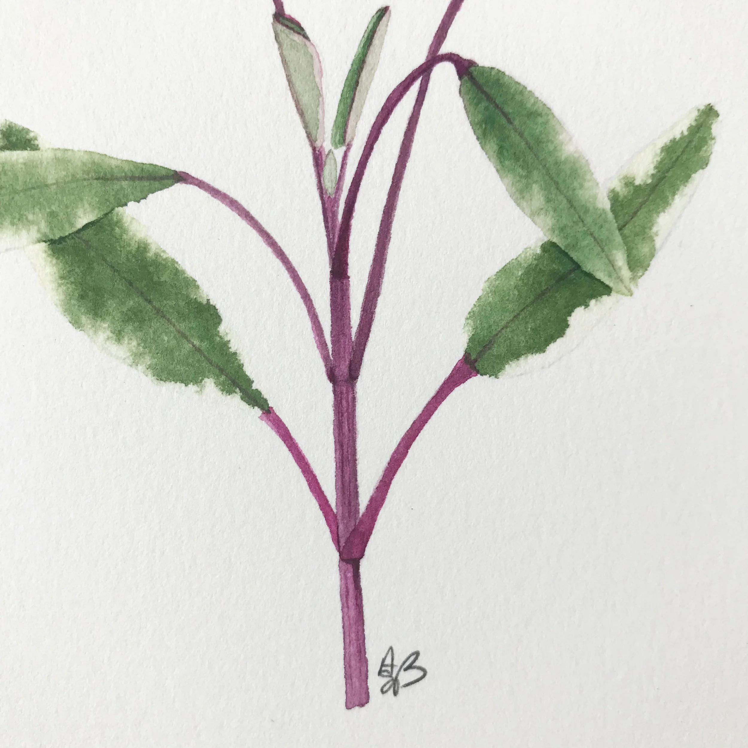 Tricolor Sage 3.jpg