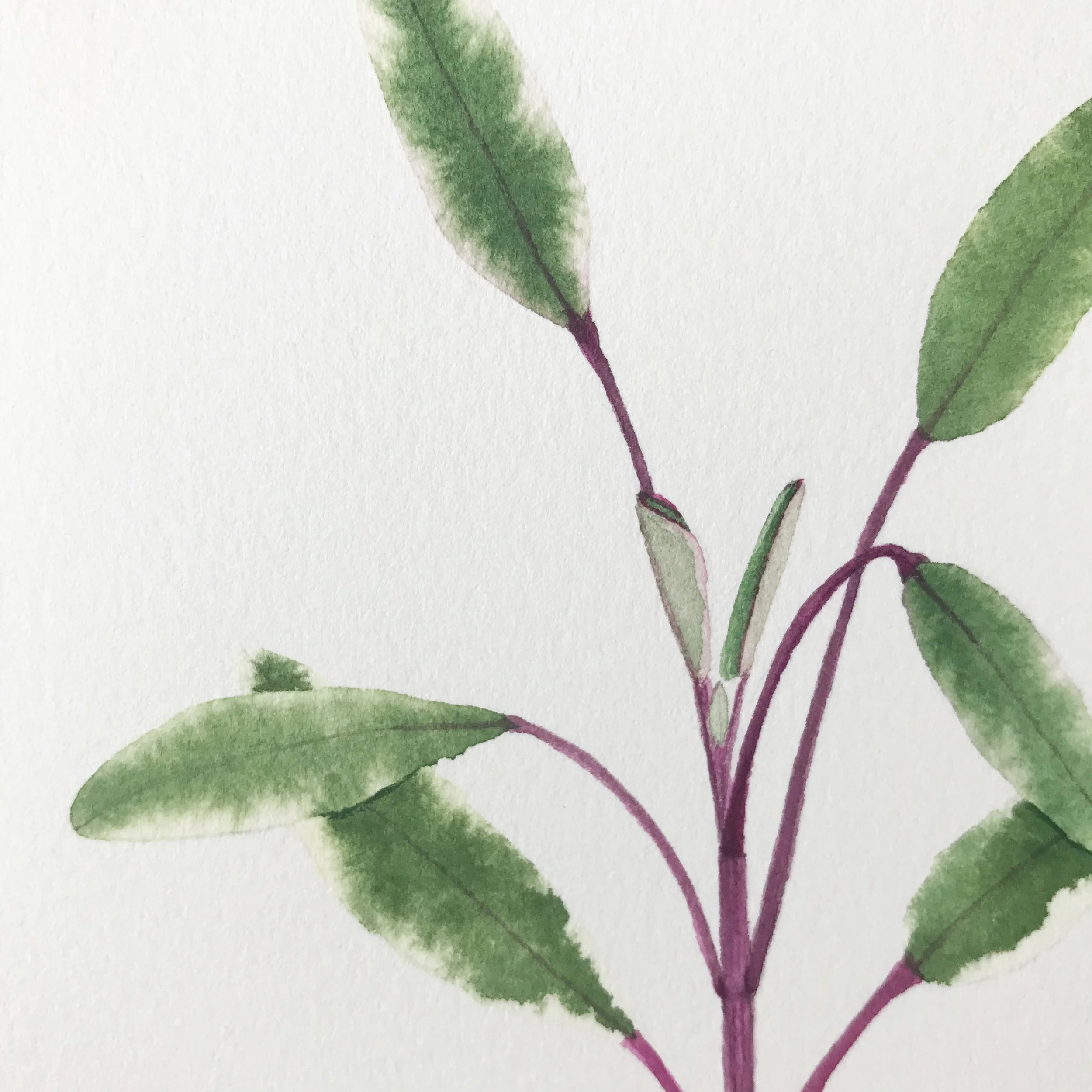 Tricolor Sage 4.jpg