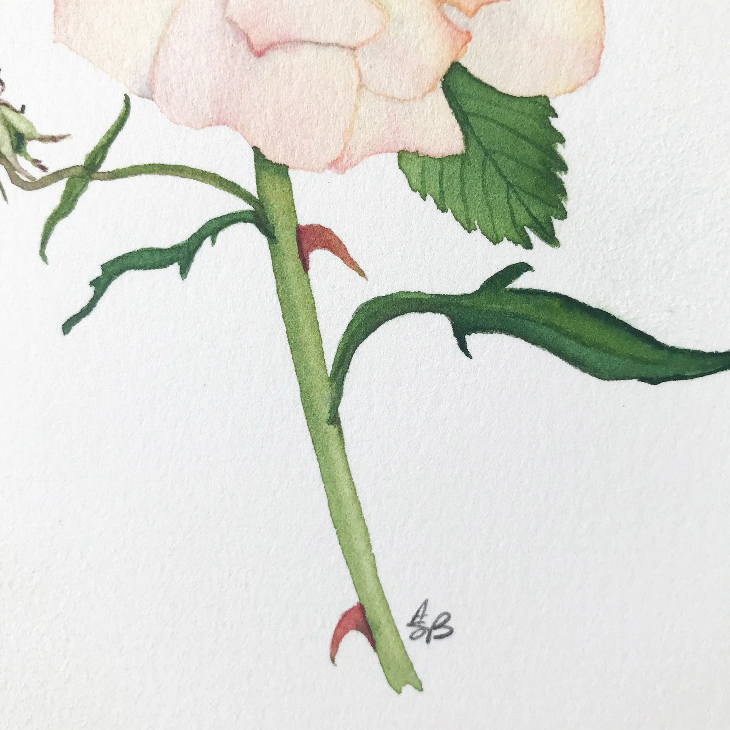 Peachy Rose 5.jpg