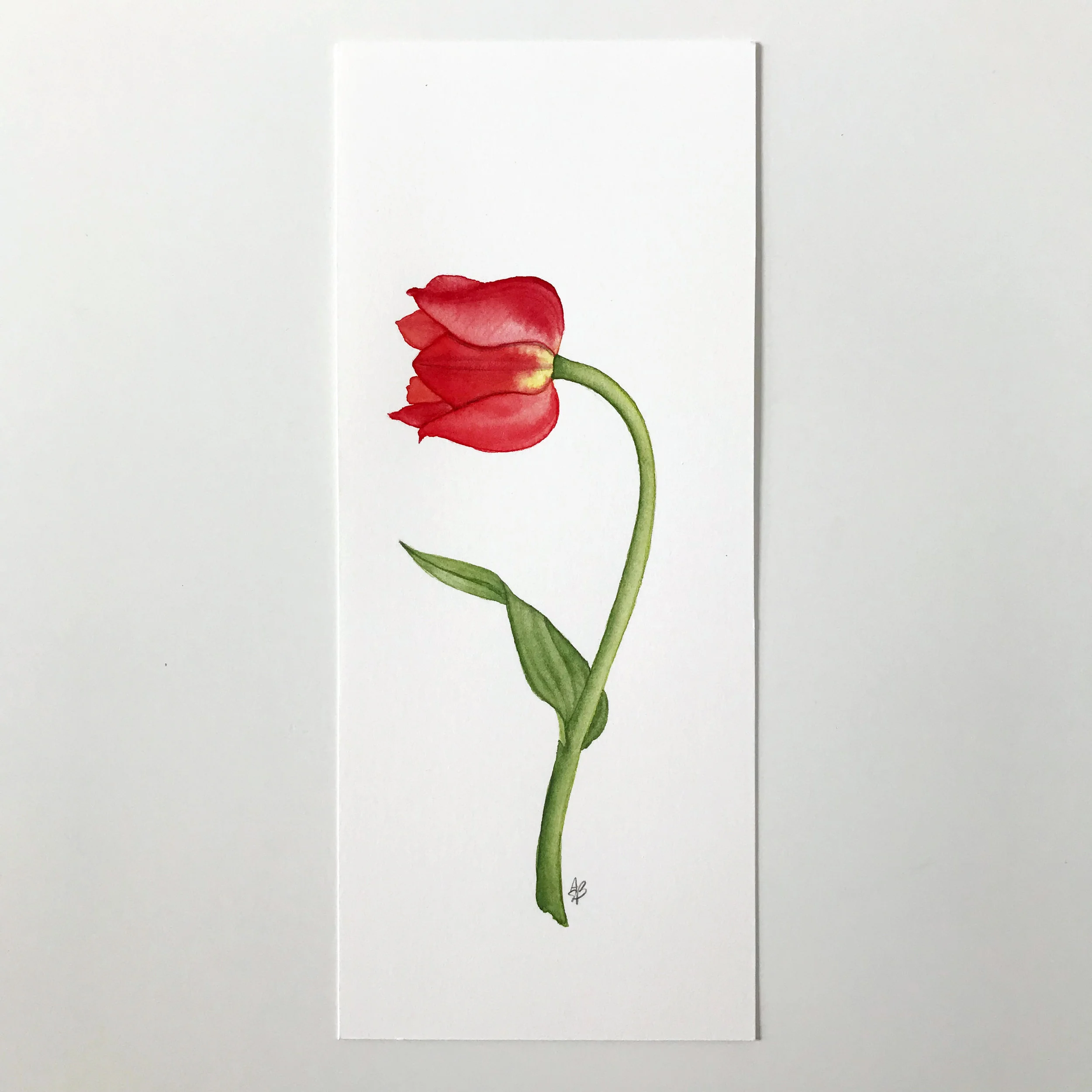 Single Red Tulip 3.jpg